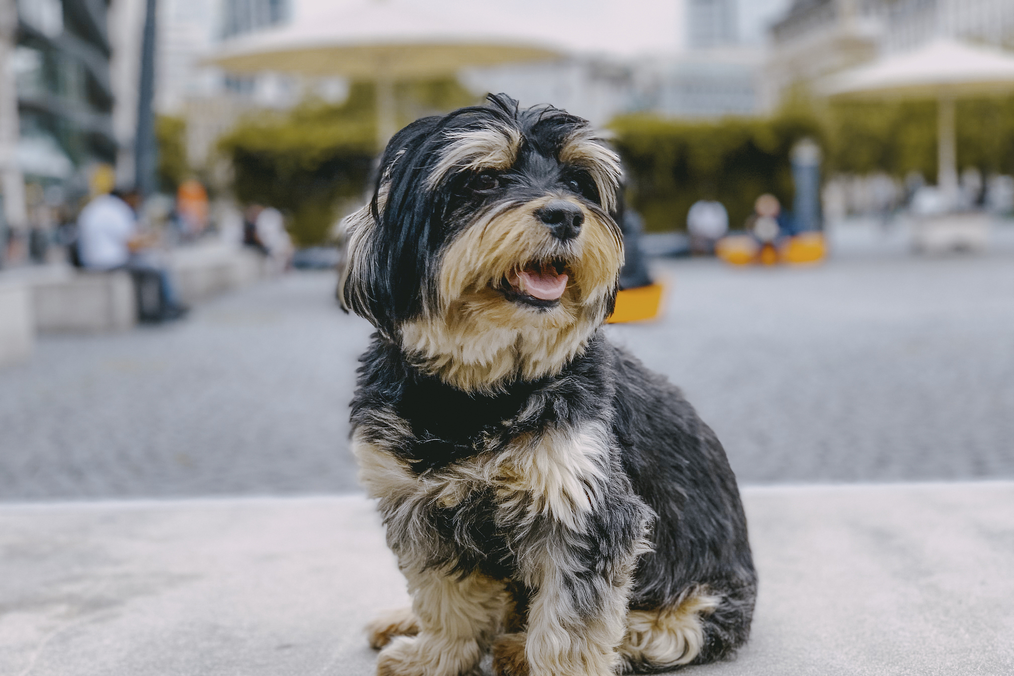 易于训练和社会化,能提供情感支持和陪伴.[原文:哈瓦那犬:发现宠物