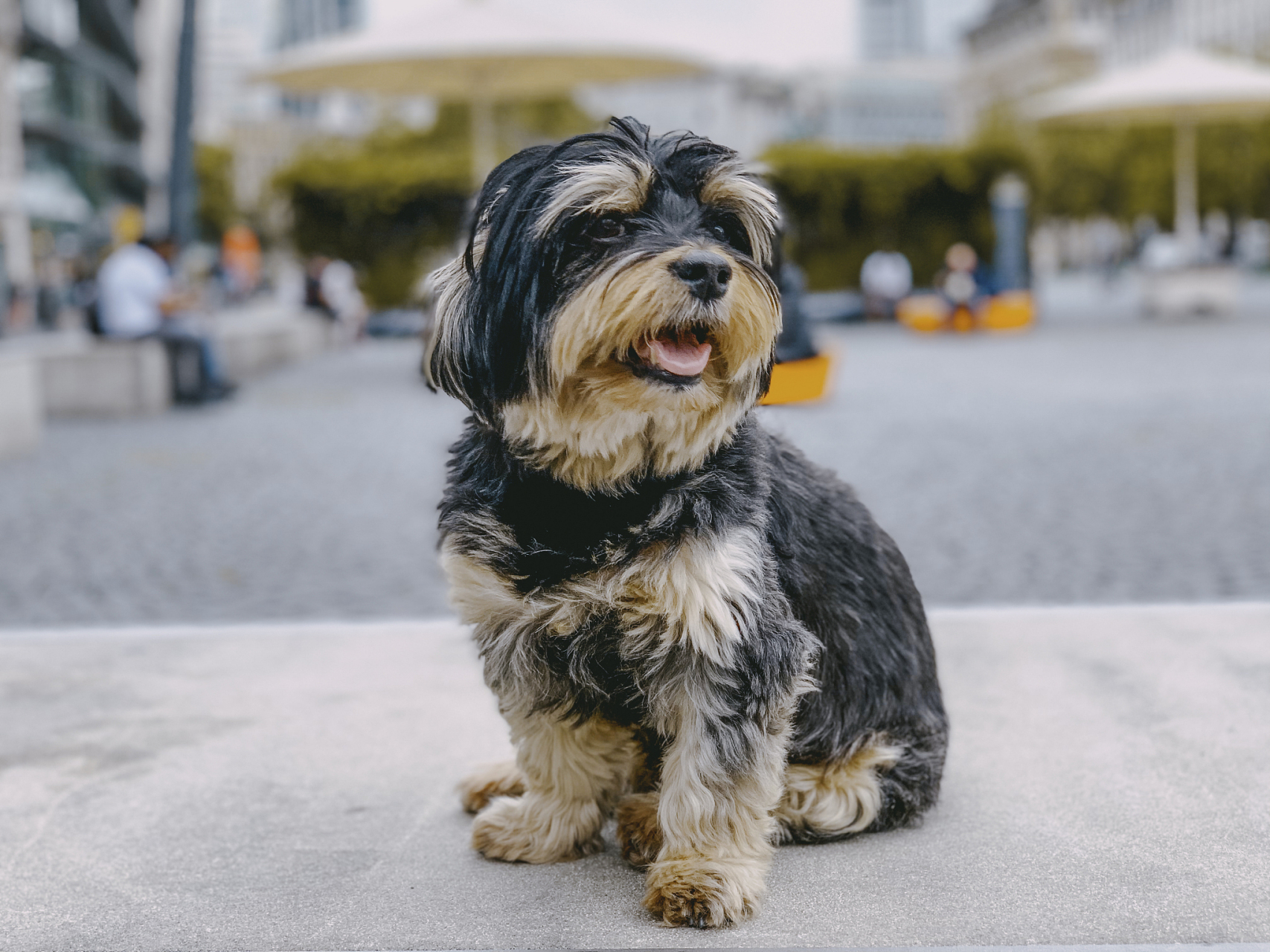 哈瓦那犬真实图片