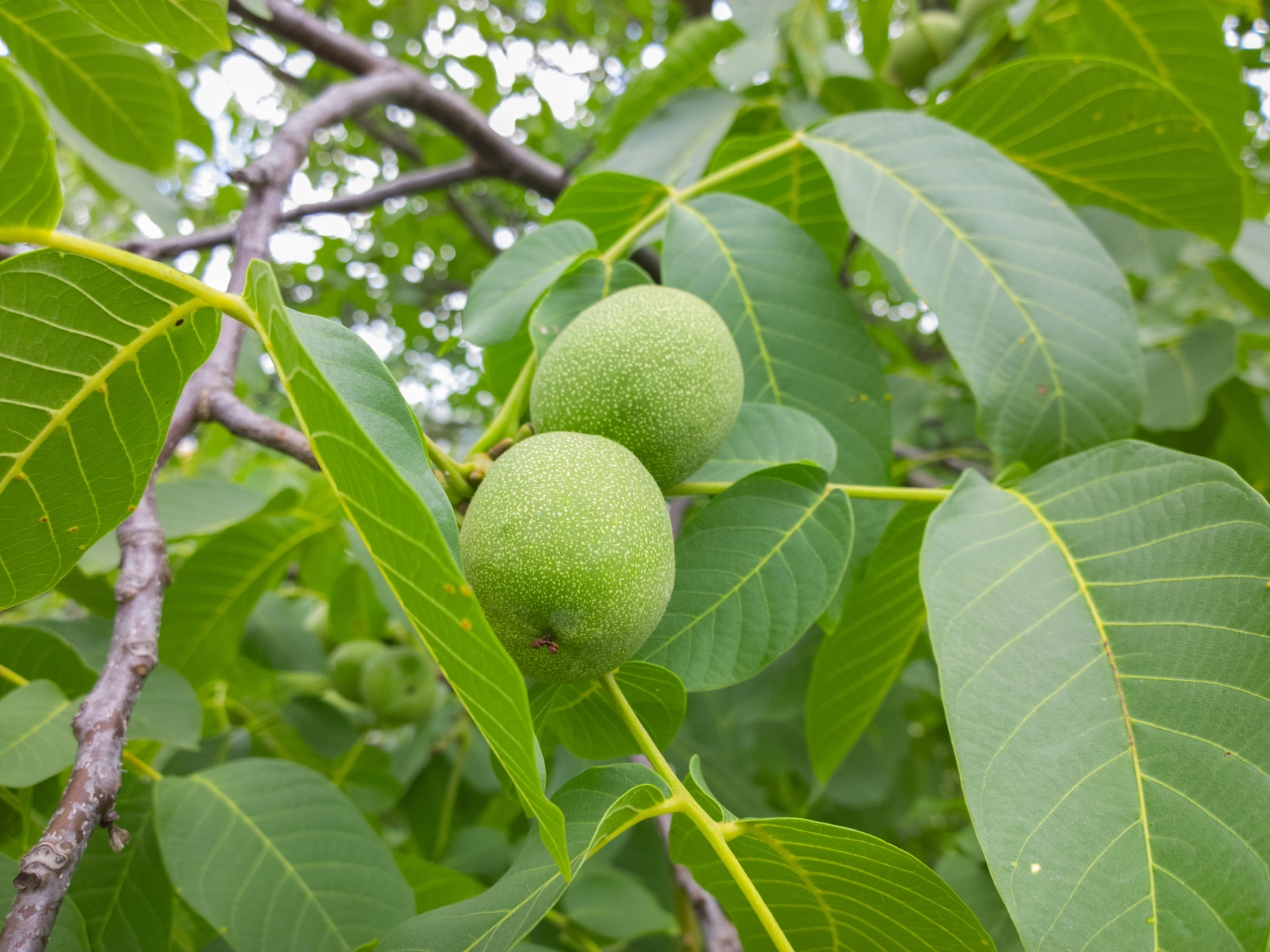 核桃黑斑病的防治方法  核桃黑斑病是一种常见的核桃病害,主要危害