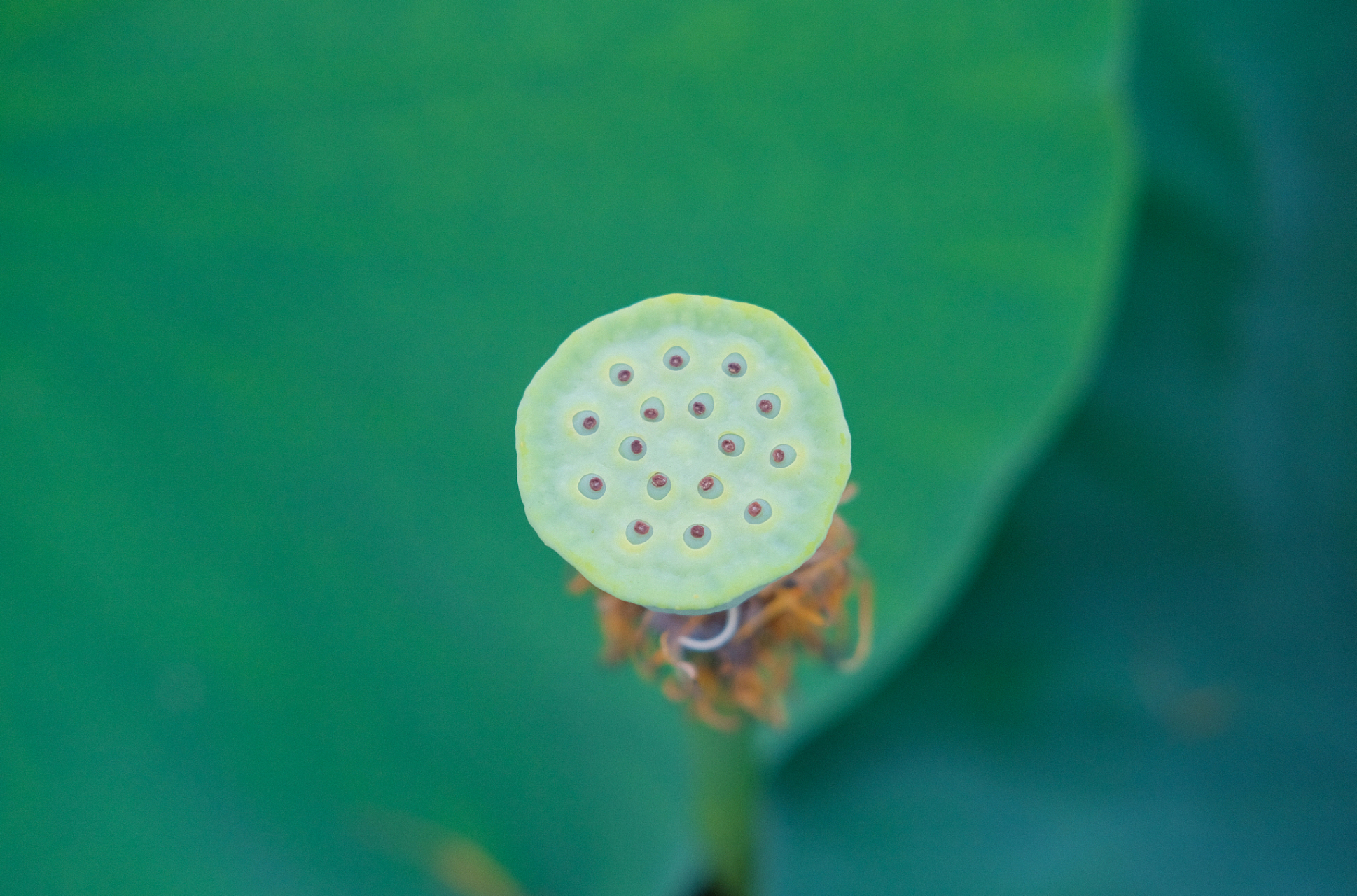 分根繁殖需在休眠期或早春进行,栽植后需充分浇水.