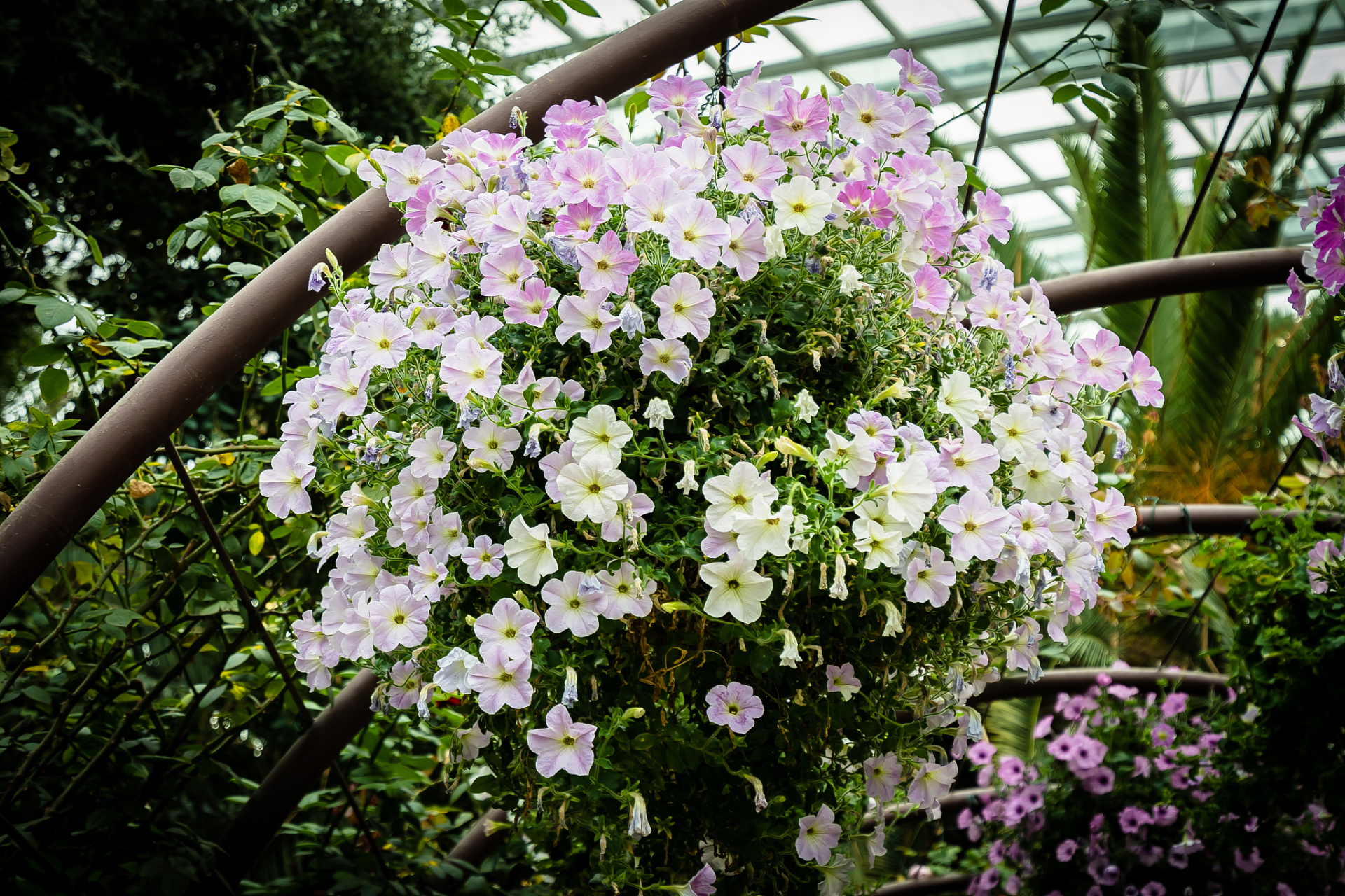 重瓣丹麦风铃花需要排水良好,适度湿润的土壤,充足阳光和营养.