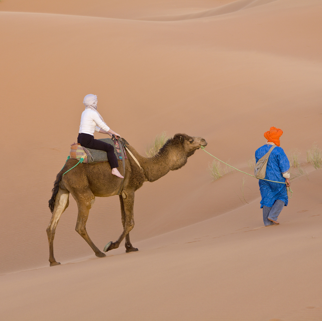 11566 沙漠骆驼是一种生活在干旱地区的双峰骆驼,通常在沙漠,荒漠