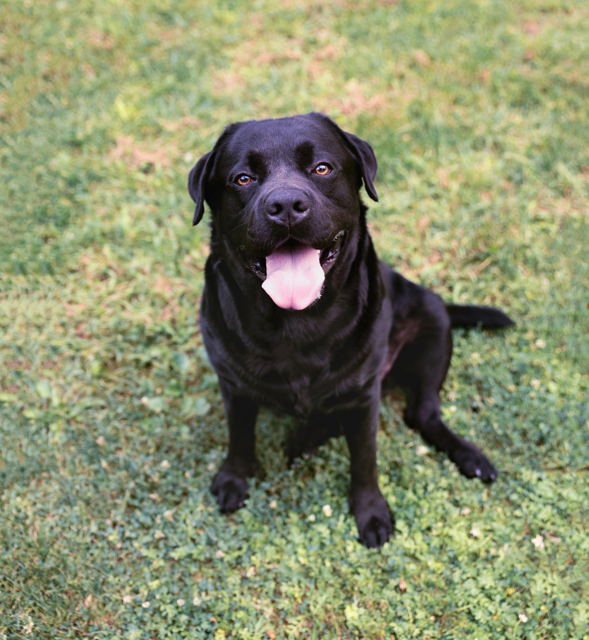 拉布拉多猎犬是一种非常受欢迎的犬种,以其忠诚,友好和温和的性格而