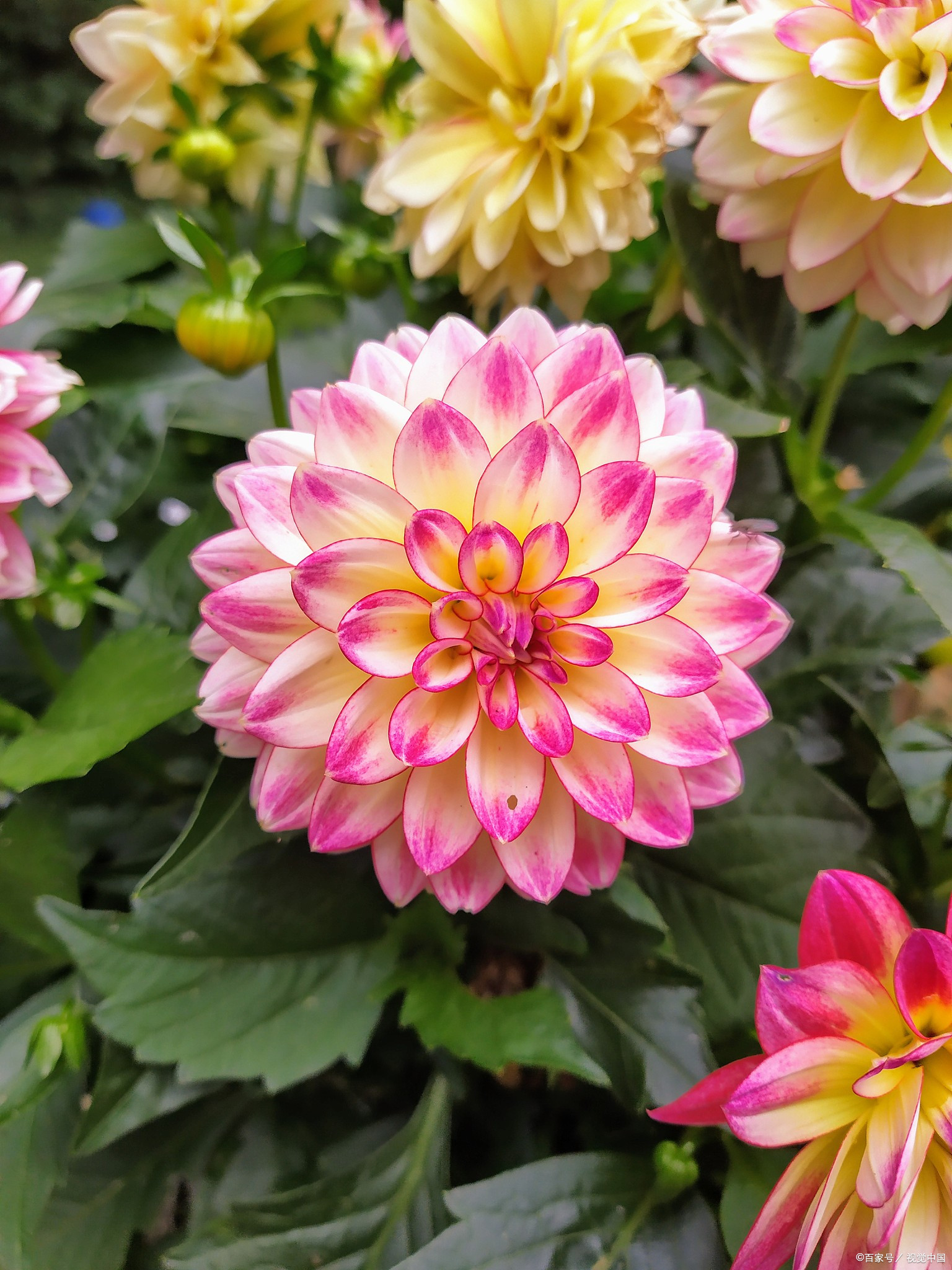 如何区分大丽花和小丽花,小丽花的花语和寓意是什么?