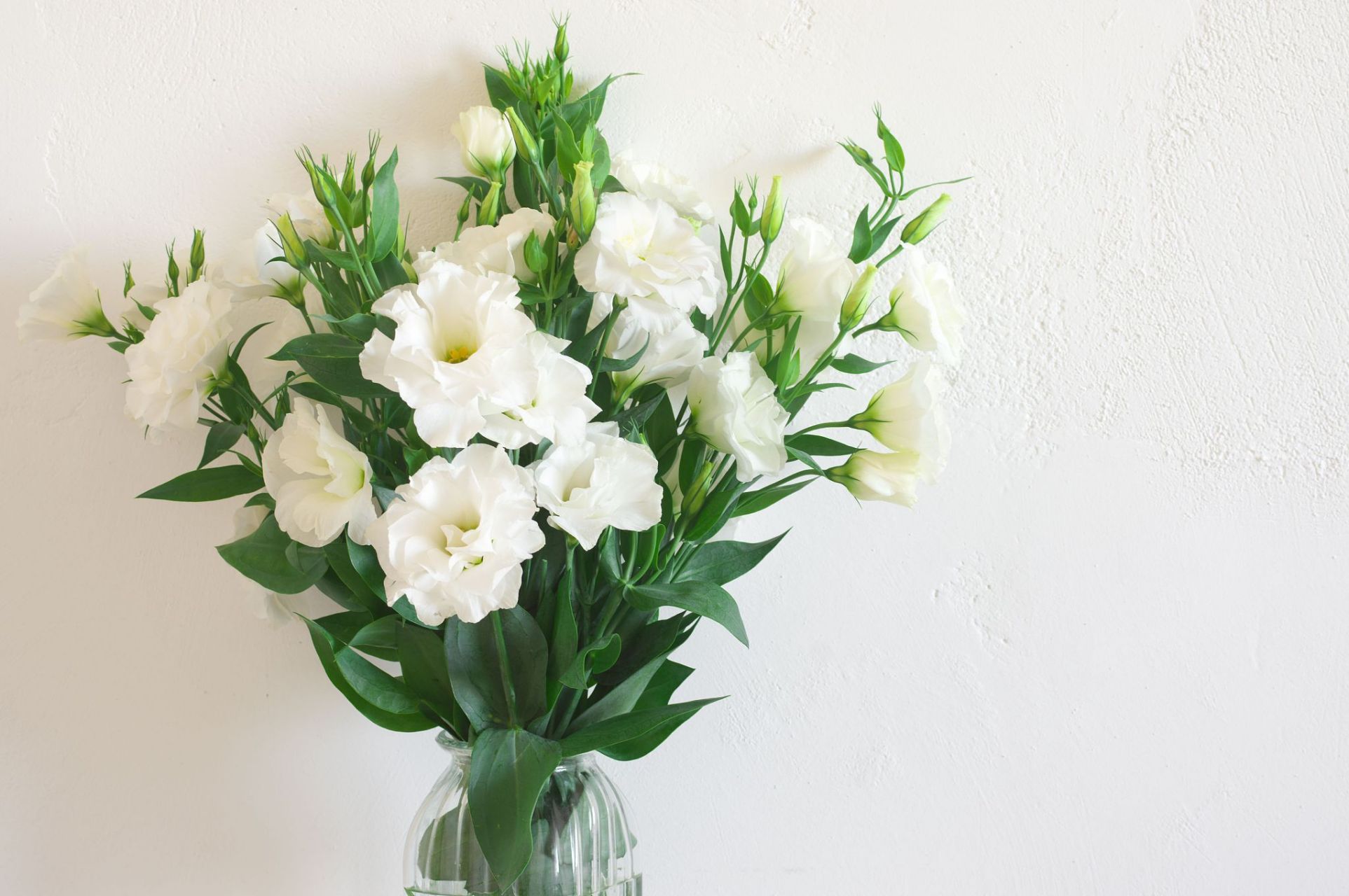 希望:洋桔梗传达了希望和渴望的情感,代表着对美好未来的期待和愿望.