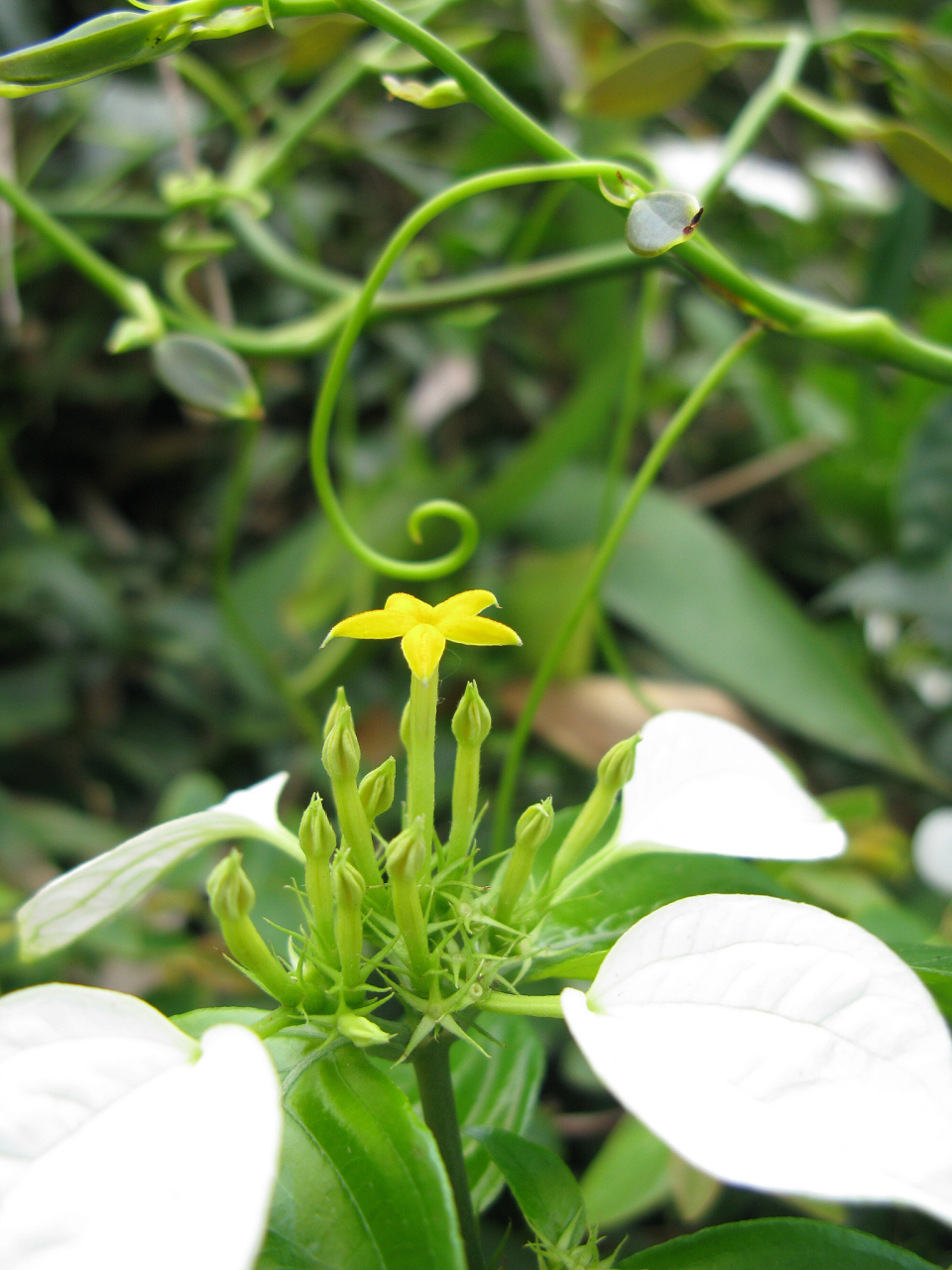 响铃草的功效及现代药理研究  响铃草是一种具有悠久药用历史的植物