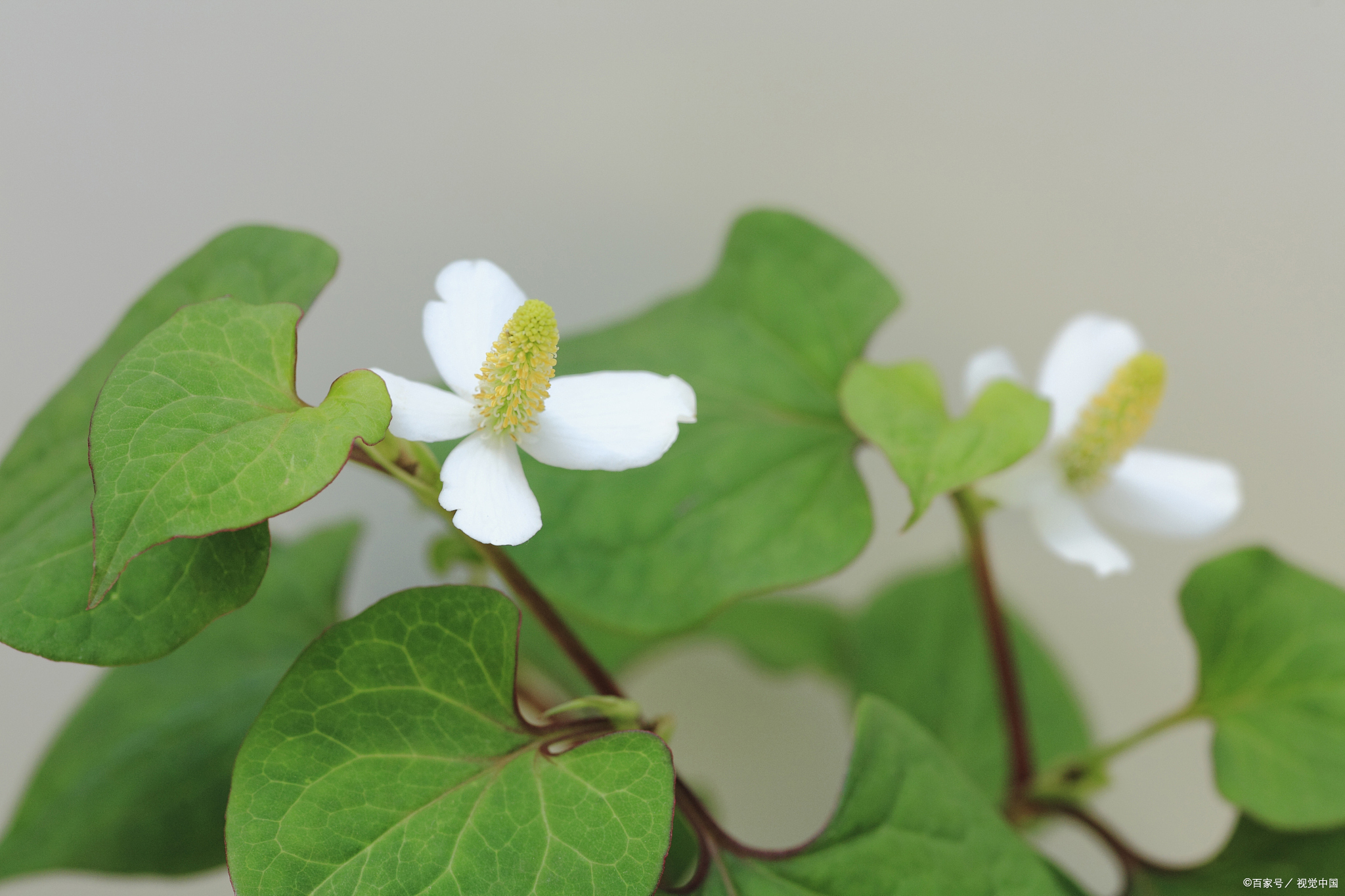 鱼腥草也叫狗贴耳,折耳根,它有什么功效呢?