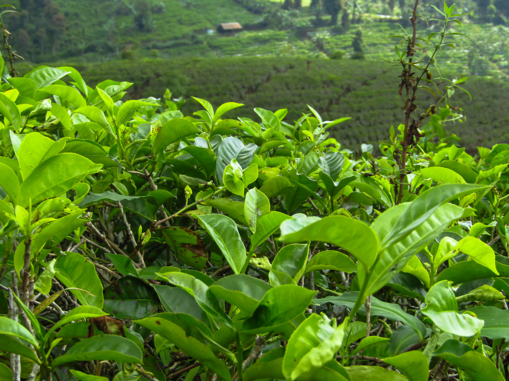 许多北方人没有见过成片生长的茶树,因为茶树大多生长在我国南方.