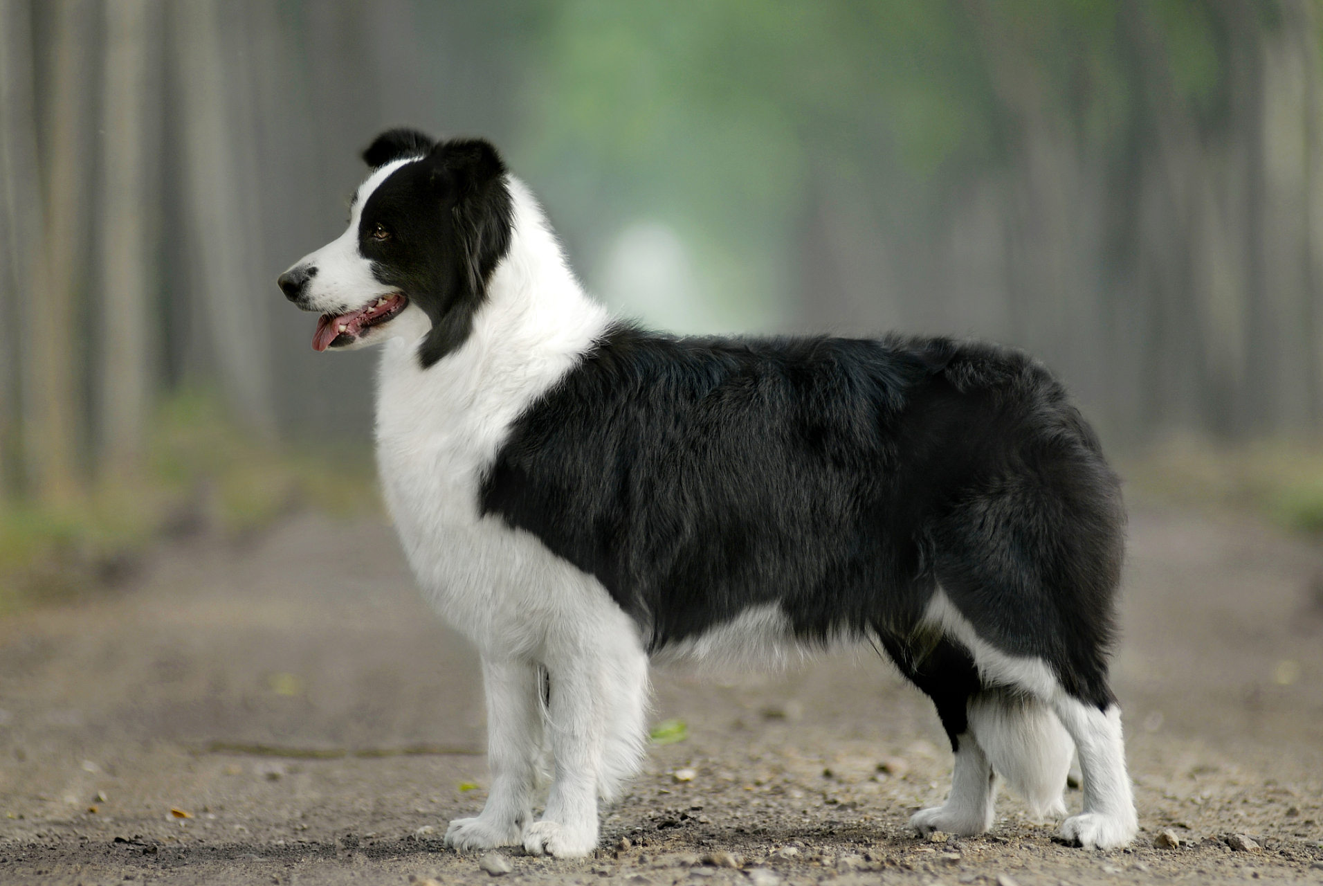 边牧长大后体型有多大,成年边牧的体型大小取决于父母的遗传基因和
