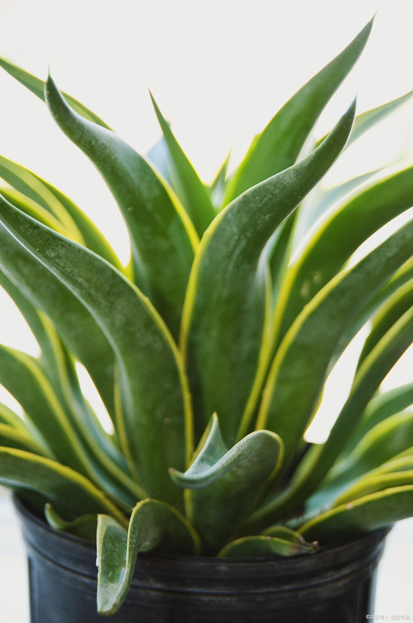 4种"杀菌花",好看又实用,家里养一盆,能杀菌,少生病