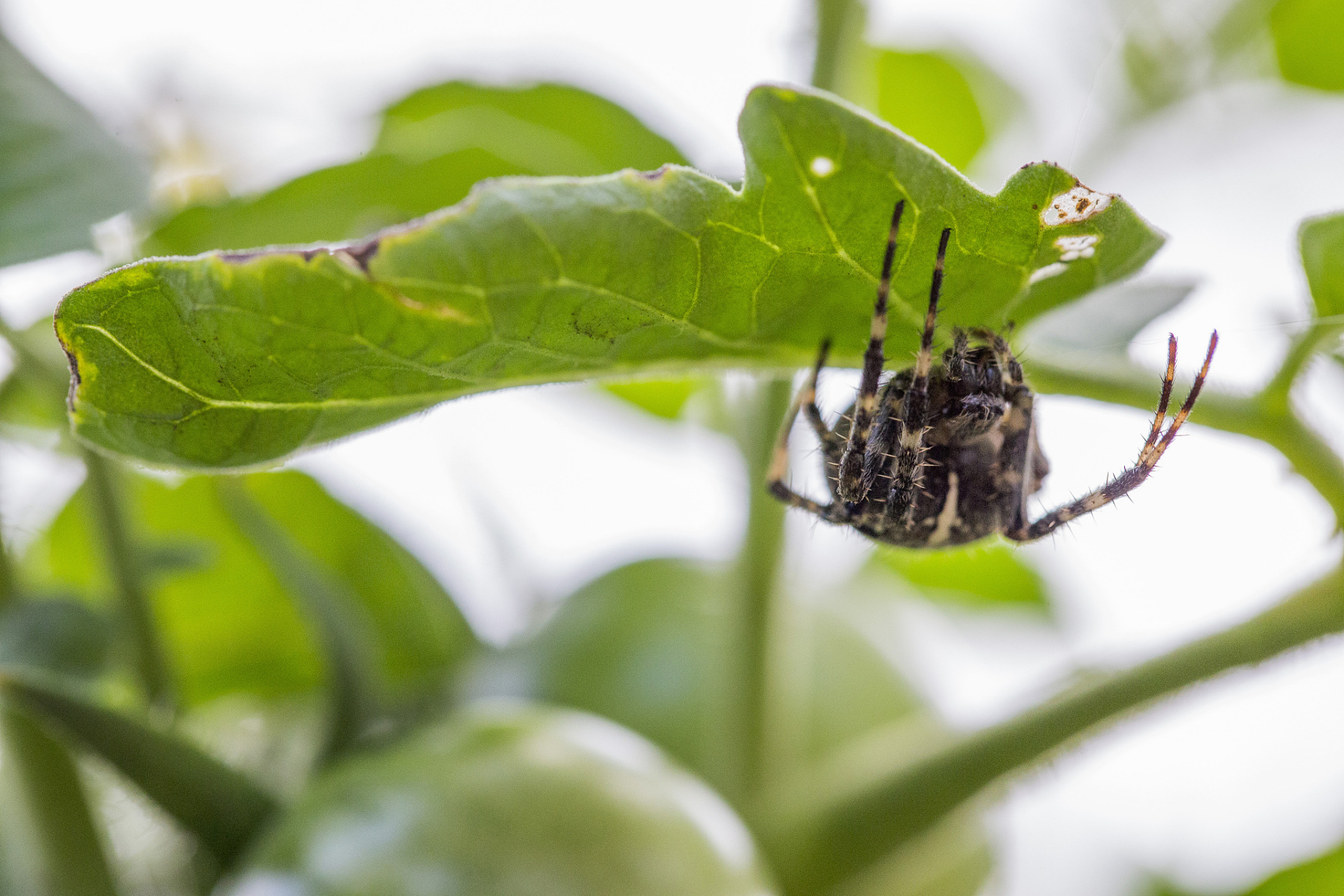 荔枝蝽是一种昆虫,蛋白质含量高,脂肪少,还富含碘,色氨酸,氨基酸,钙