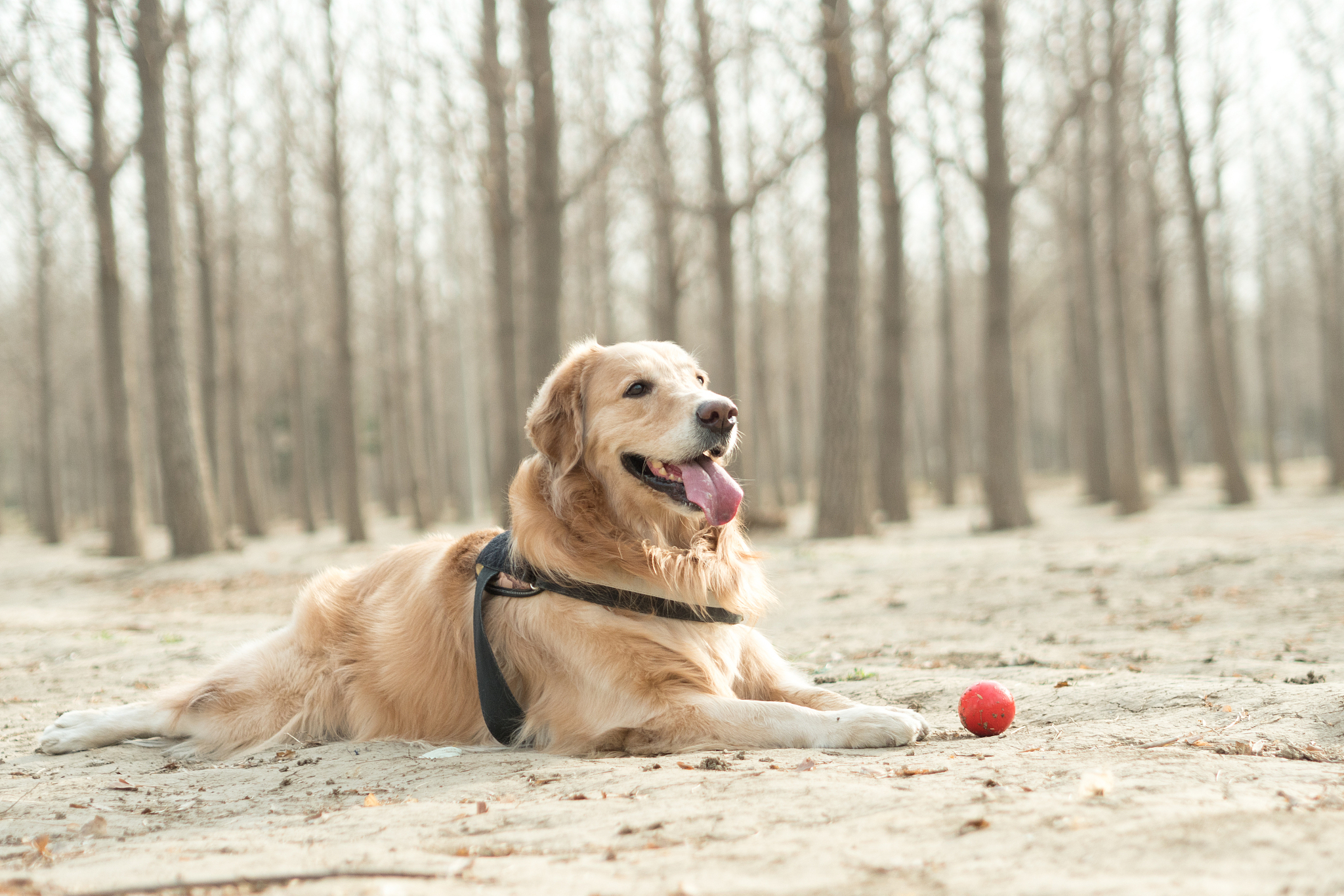 想鉴别纯种金毛犬?看外观,骨骼和步态,还要关注毛发质地!