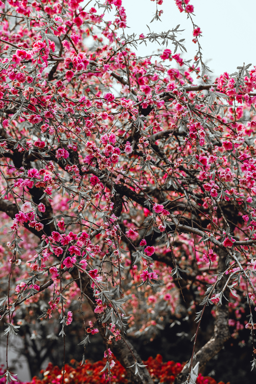 春天总要来一趟杭州# 今年西溪湿地最后一波梅花——美人梅.