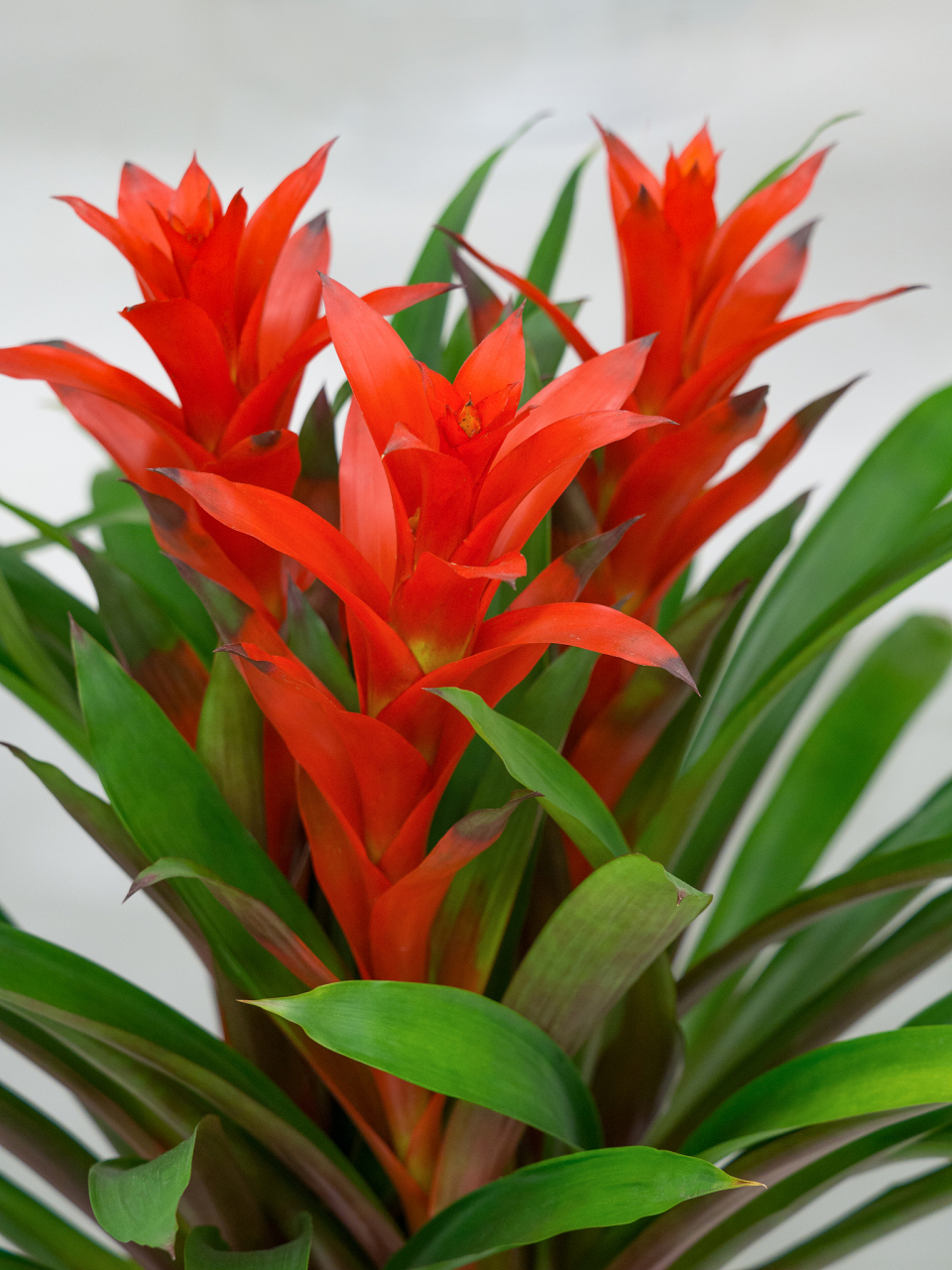 如果你家里的红运当头花朵不红,可能是光照不足,施肥不当,浇水不当