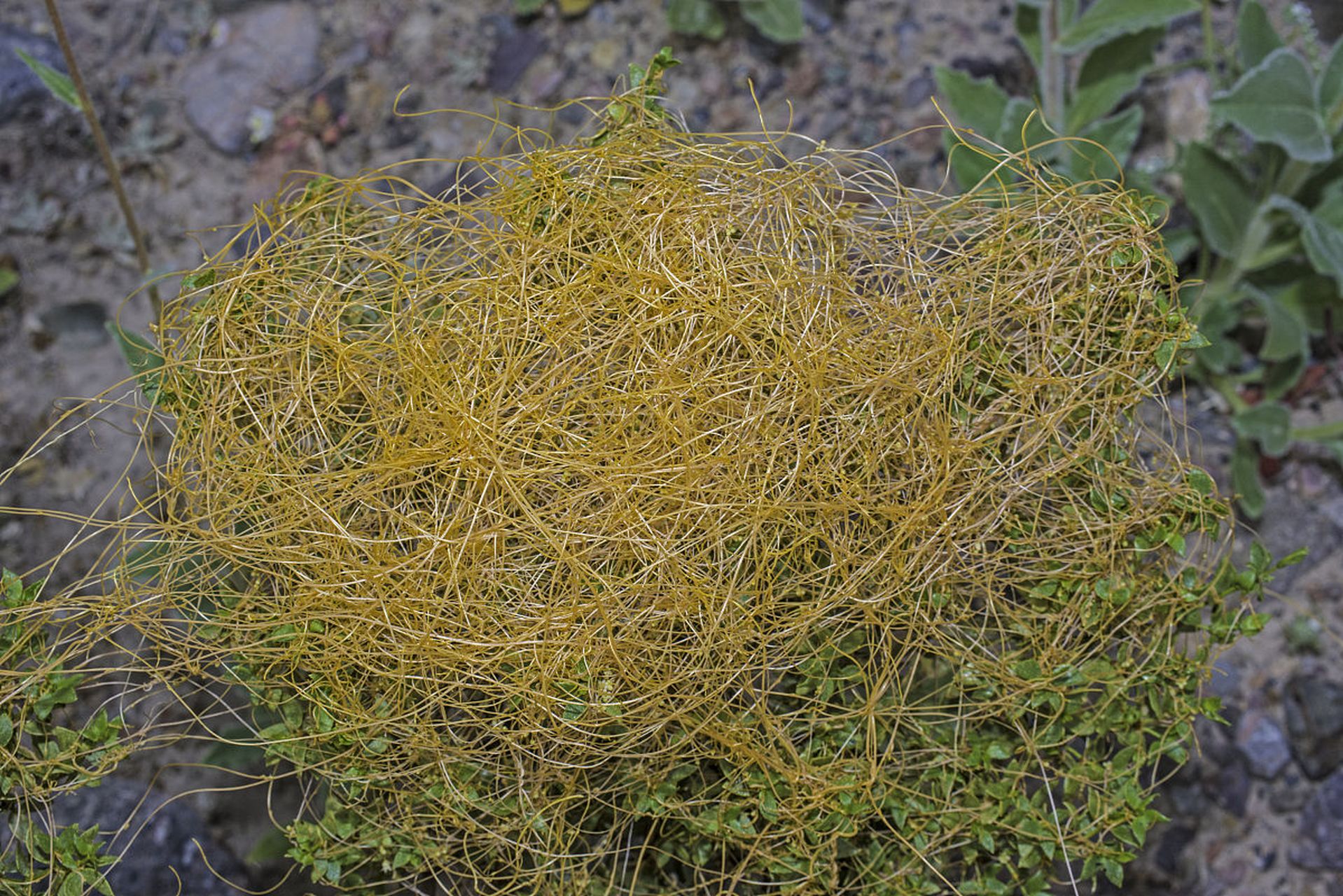 菟絲子,是一種具有多種藥用價值的中藥材,也被稱為菟絲子,菟蒻子,土香