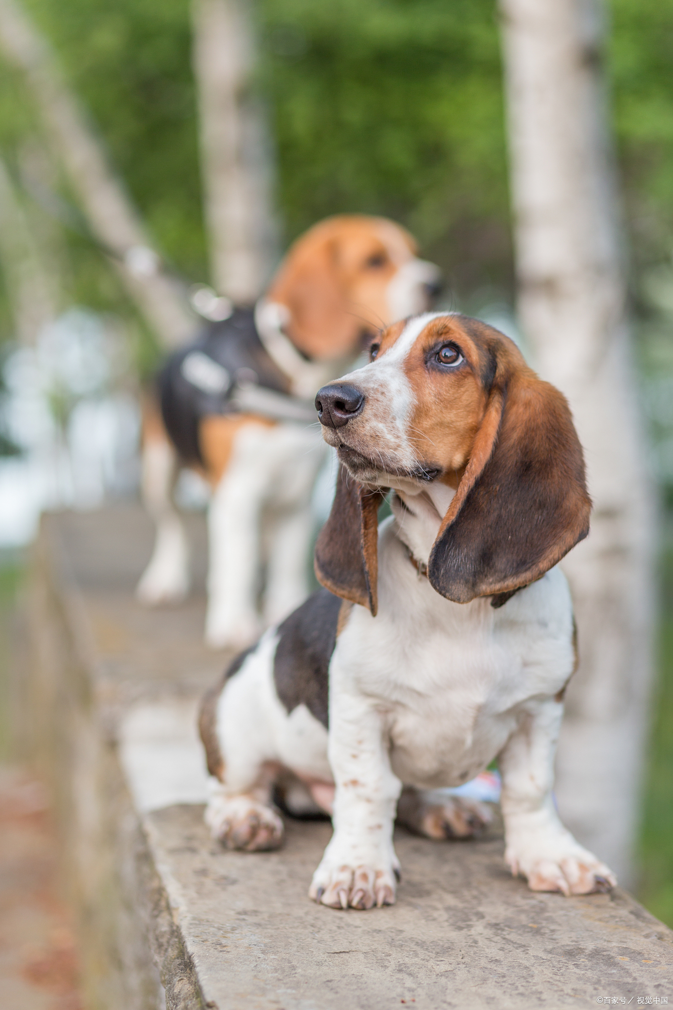 黑白双色比格犬图片