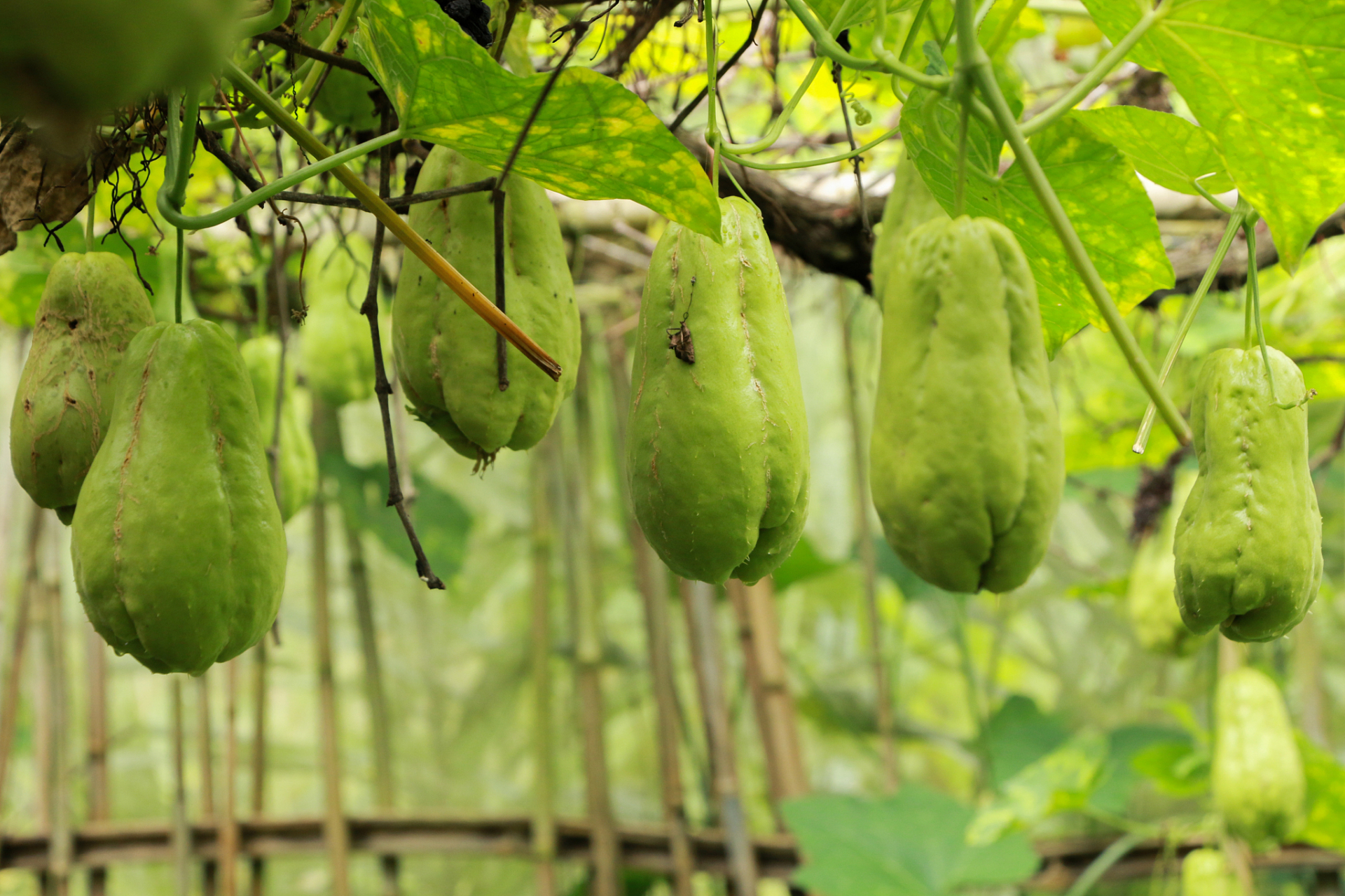 免受手术之苦,瓜蒌巧搭配煮水喝,7毫米结节也不怕  大家好,我是北京
