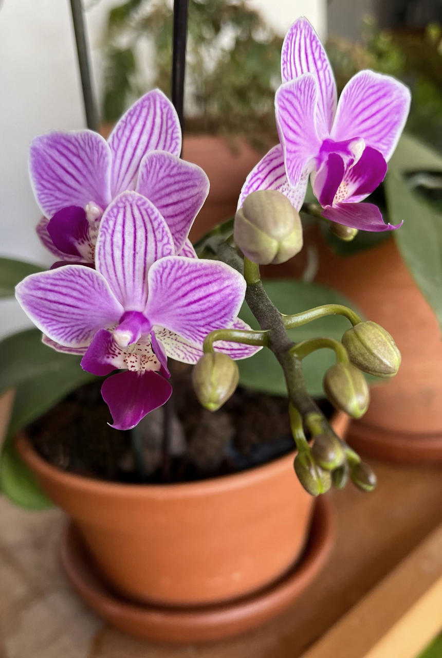 蝴蝶兰的养殖方法: 包括选择植料,适量浇水,适宜光照,良好通风,控制