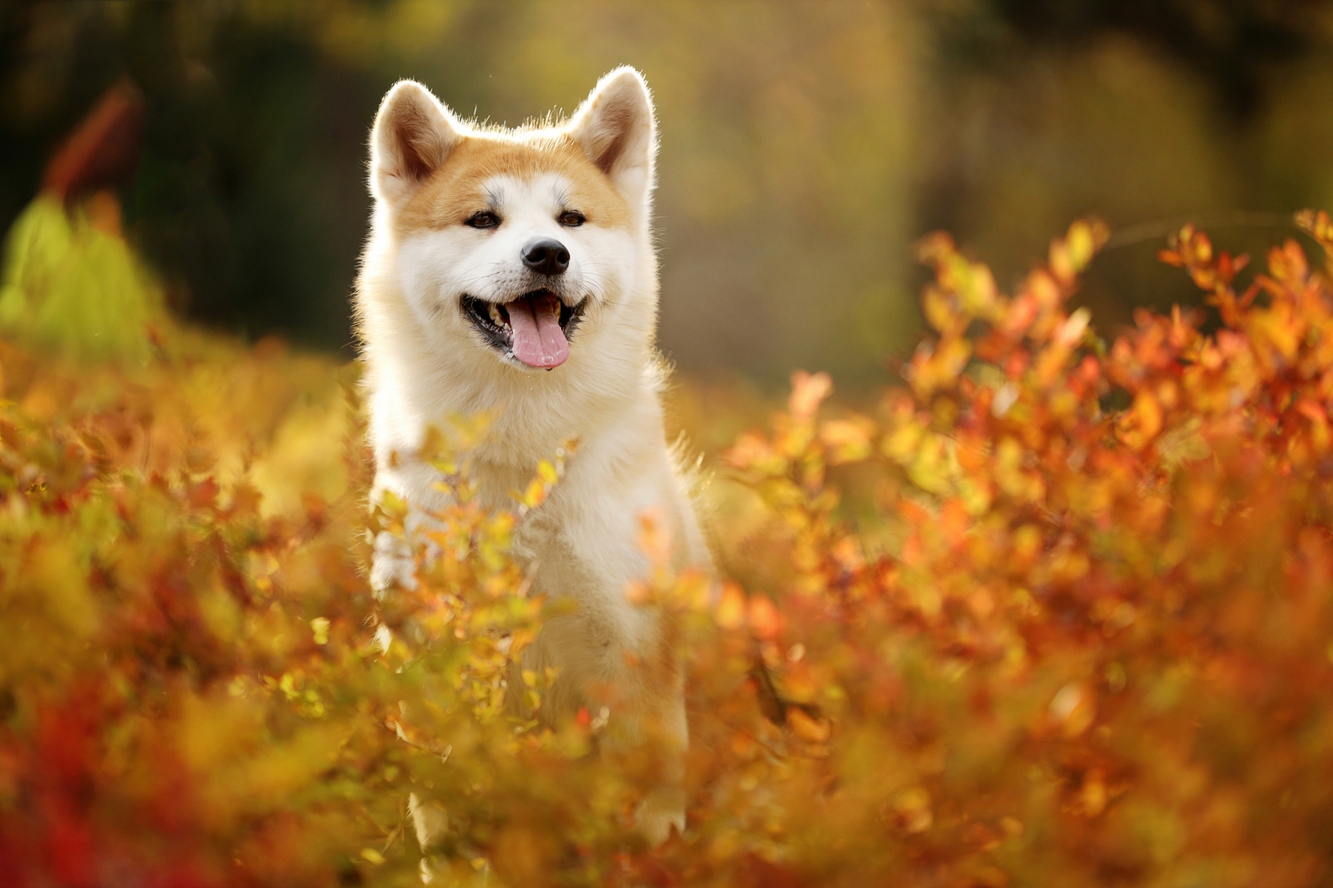 养秋田犬需要准备狗粮,水,狗厕所,狗绳,项圈和玩具等装备,并养成好的