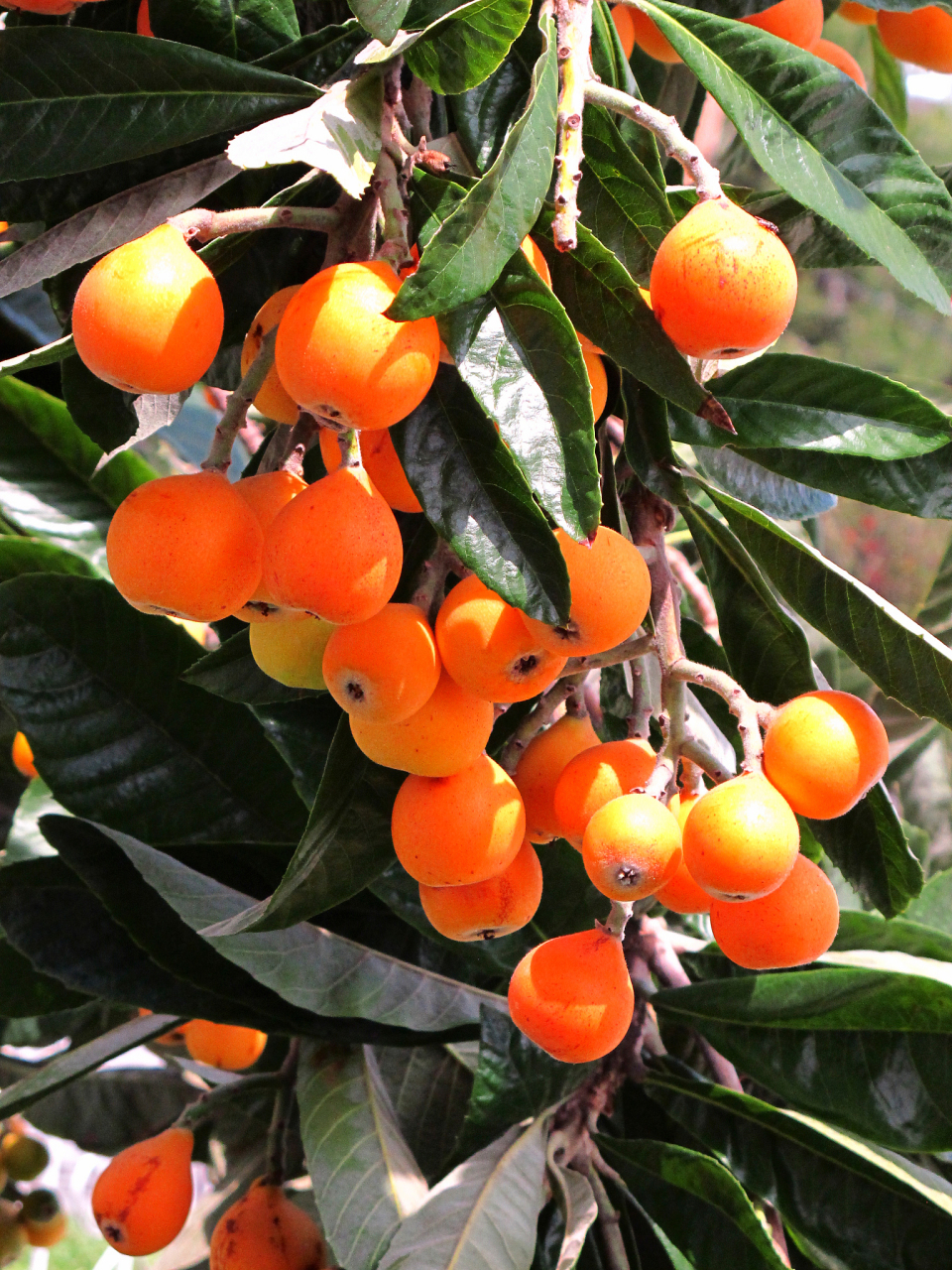 你喜欢吃枇杷吗 枇杷适宜温暖湿润的气候,在生长发育过程中要求较高