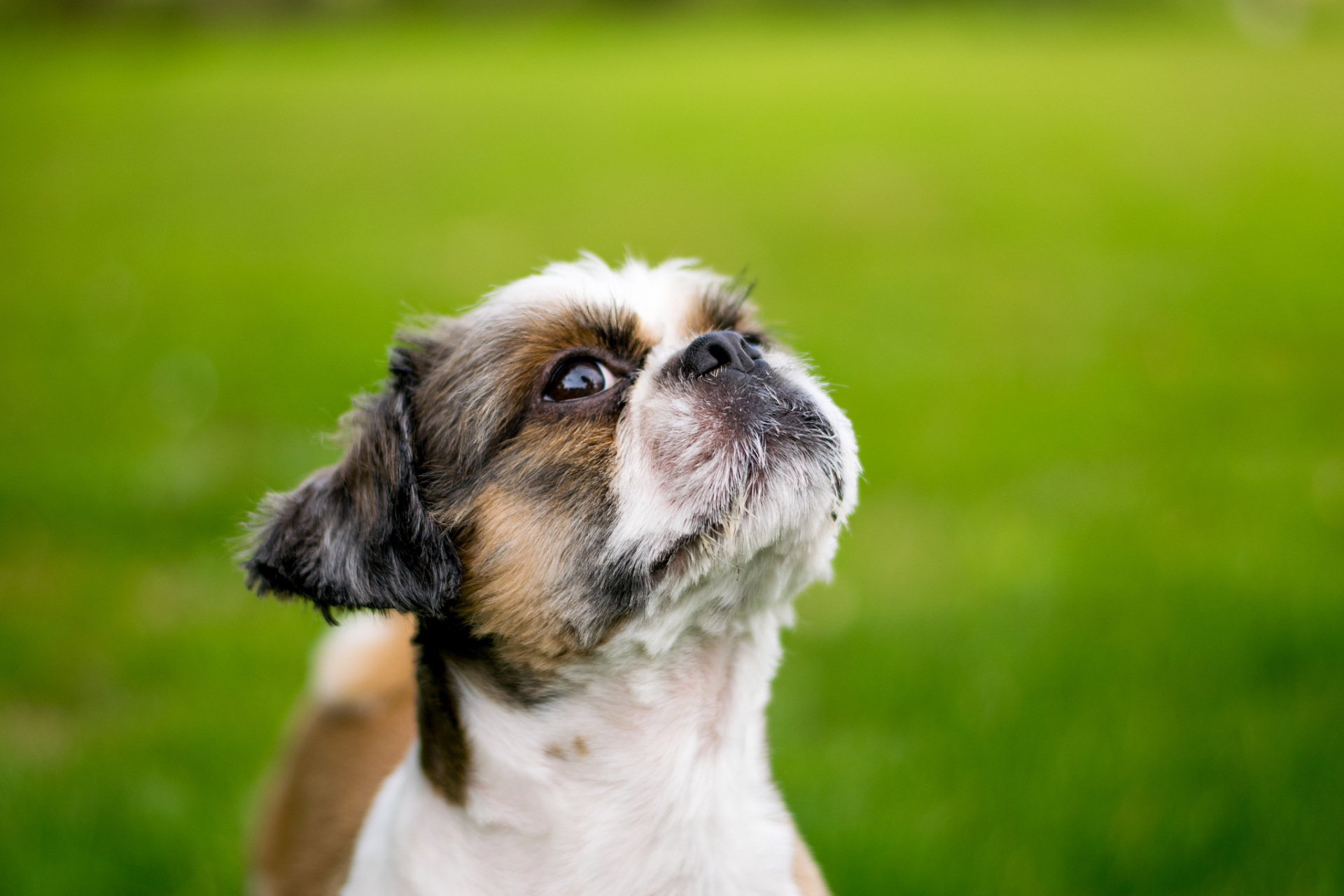 禁食狗肉之争  农业农村部正式公布了《国家畜禽遗传资源目录》,这份