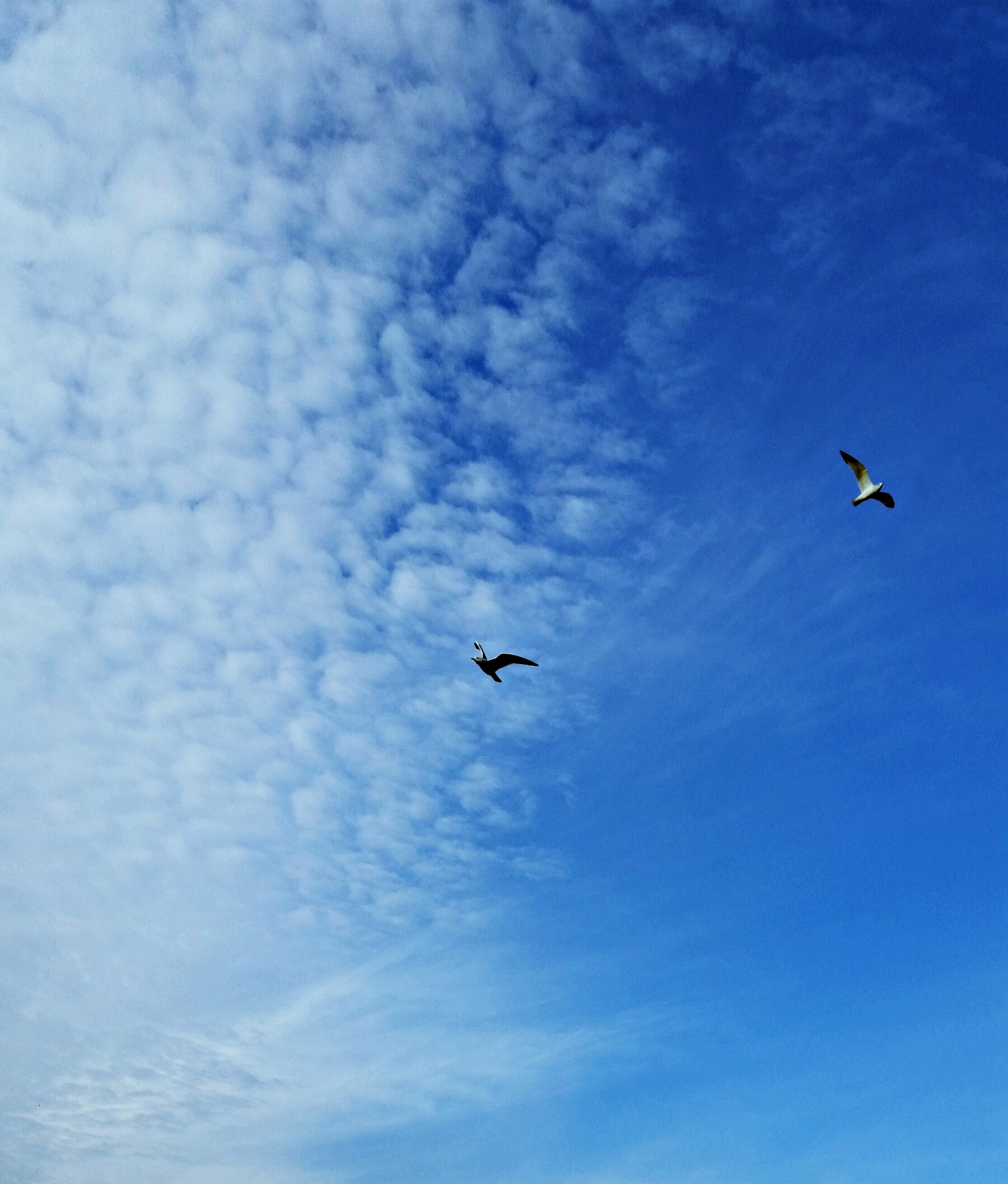 梦想飞翔在蓝天的画布上, 一只鸟振翅高飞, 它的梦想比云朵还要辽阔.