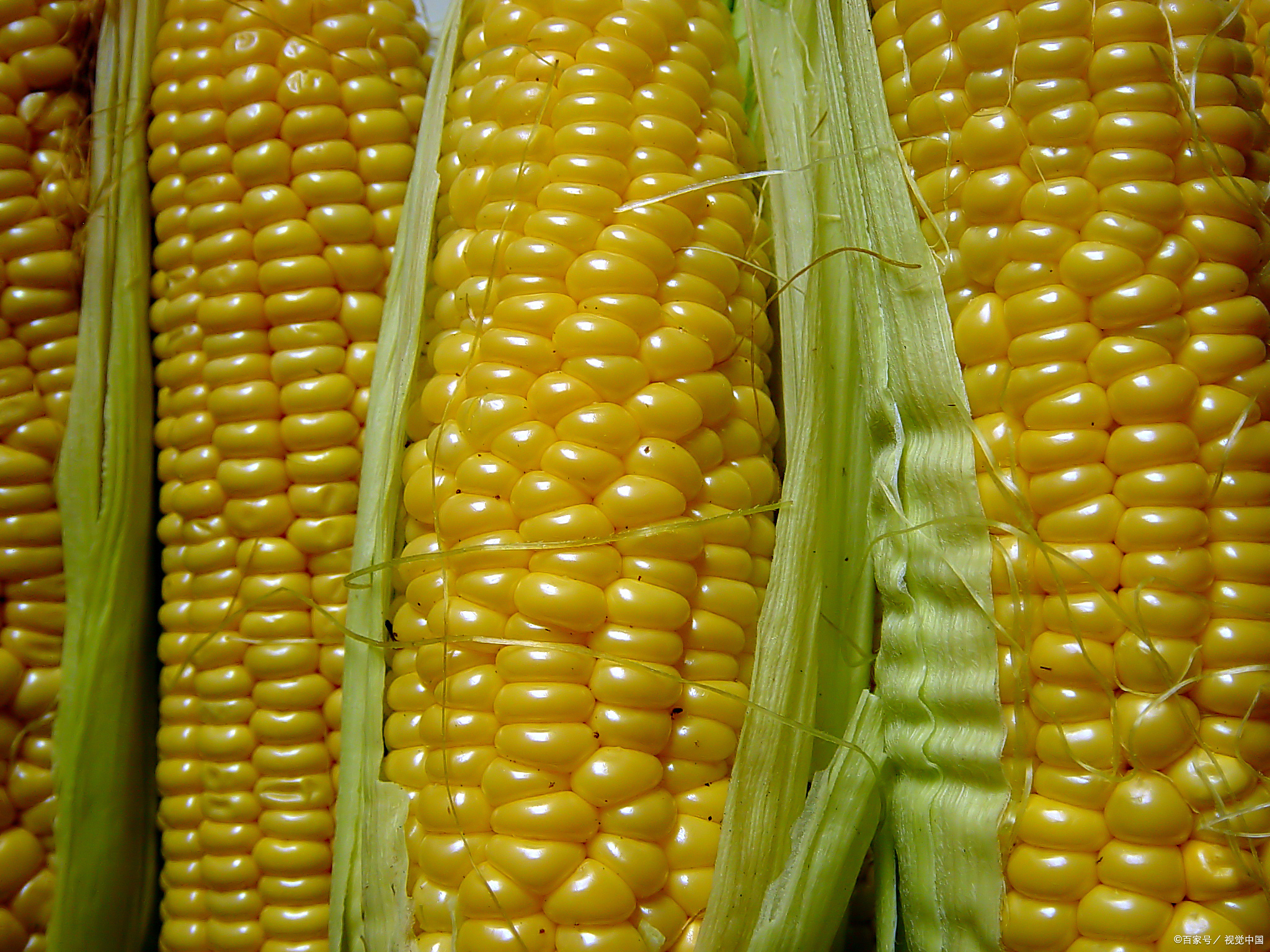 转基因玉米种子十大品牌