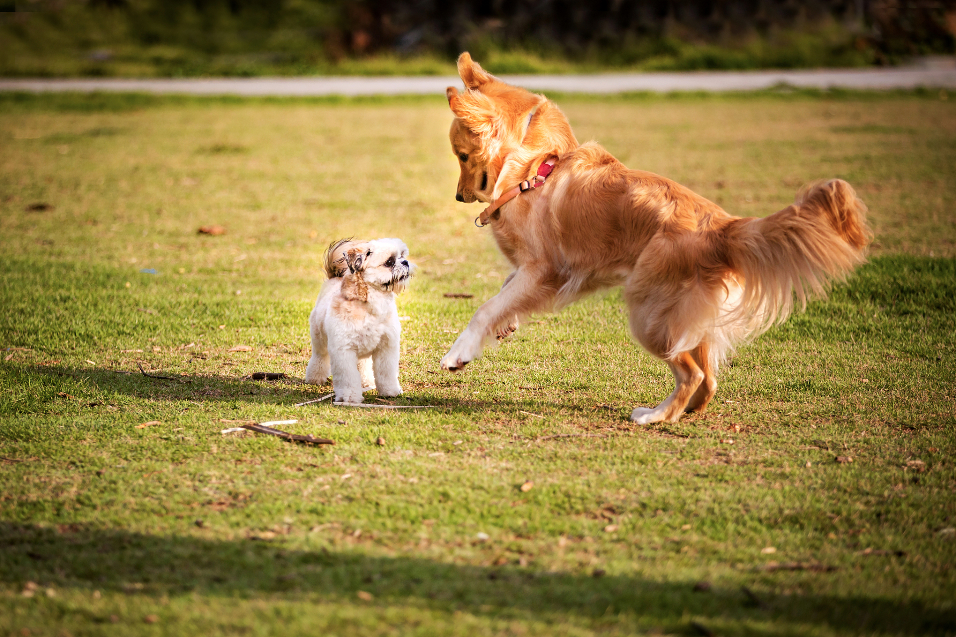 和狗狗玩耍是一件非常愉快的事情,但是有些时候,狗狗可能会有些行为让