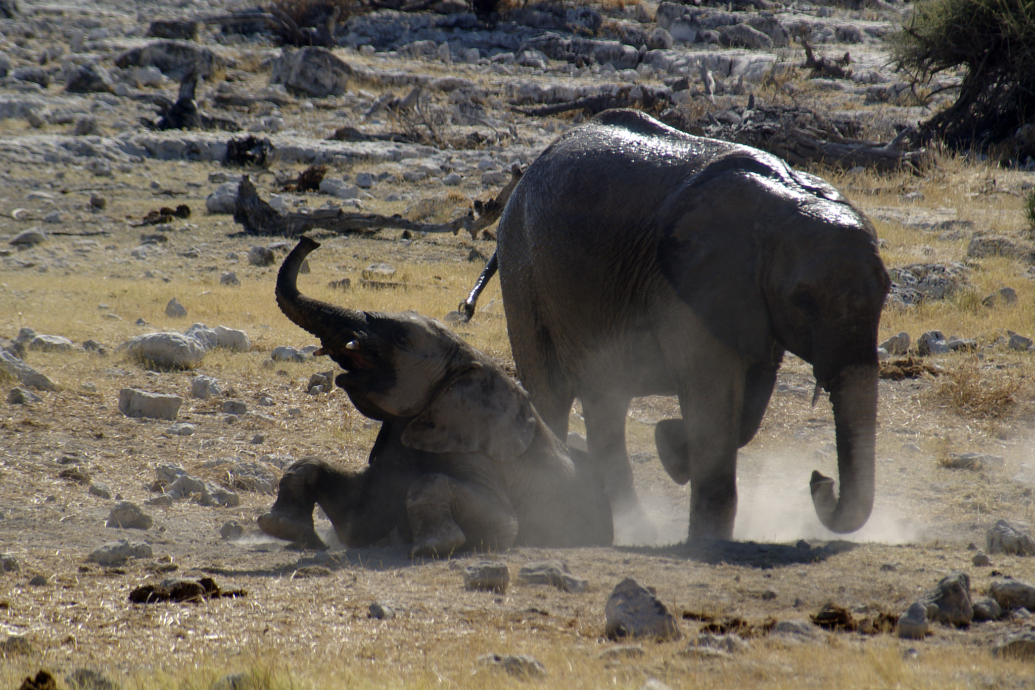 南非野生动物保护区里,那头公象只用30秒就把一个成年男人踩成碎片