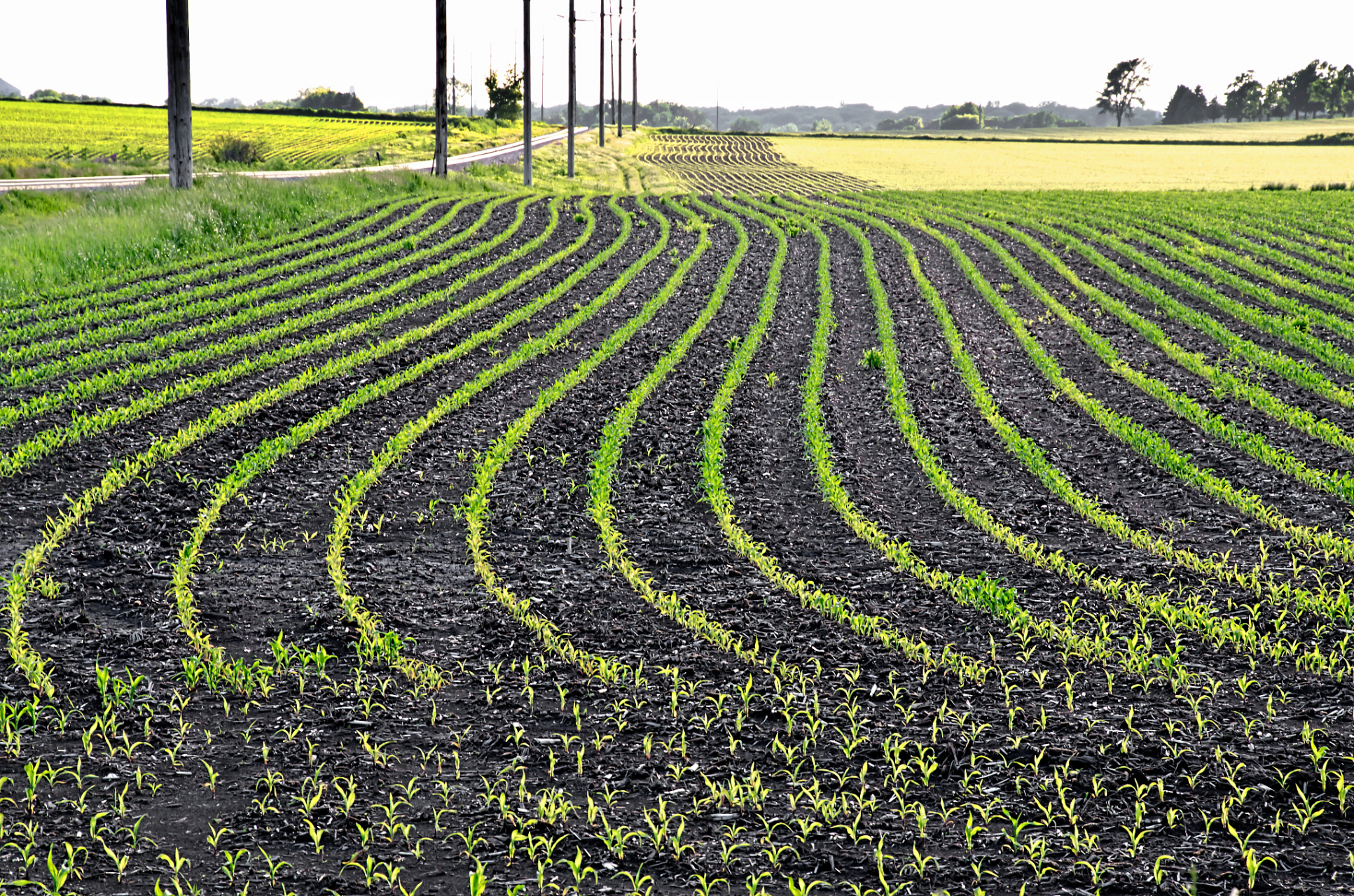 最近,农业农村部公布了一批转基因农作物通过国审的消息.
