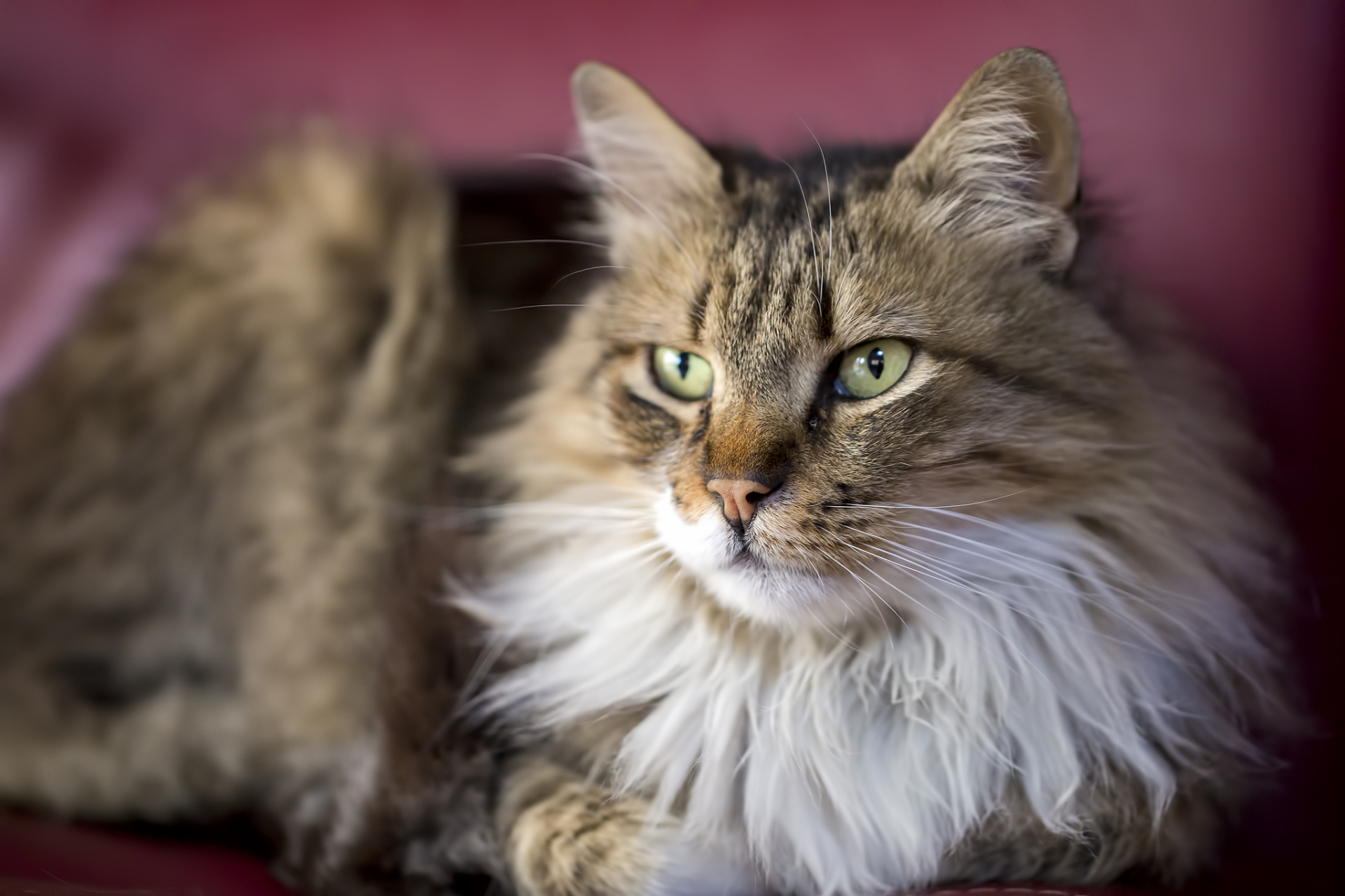 挪威森林猫,你听说过吗?