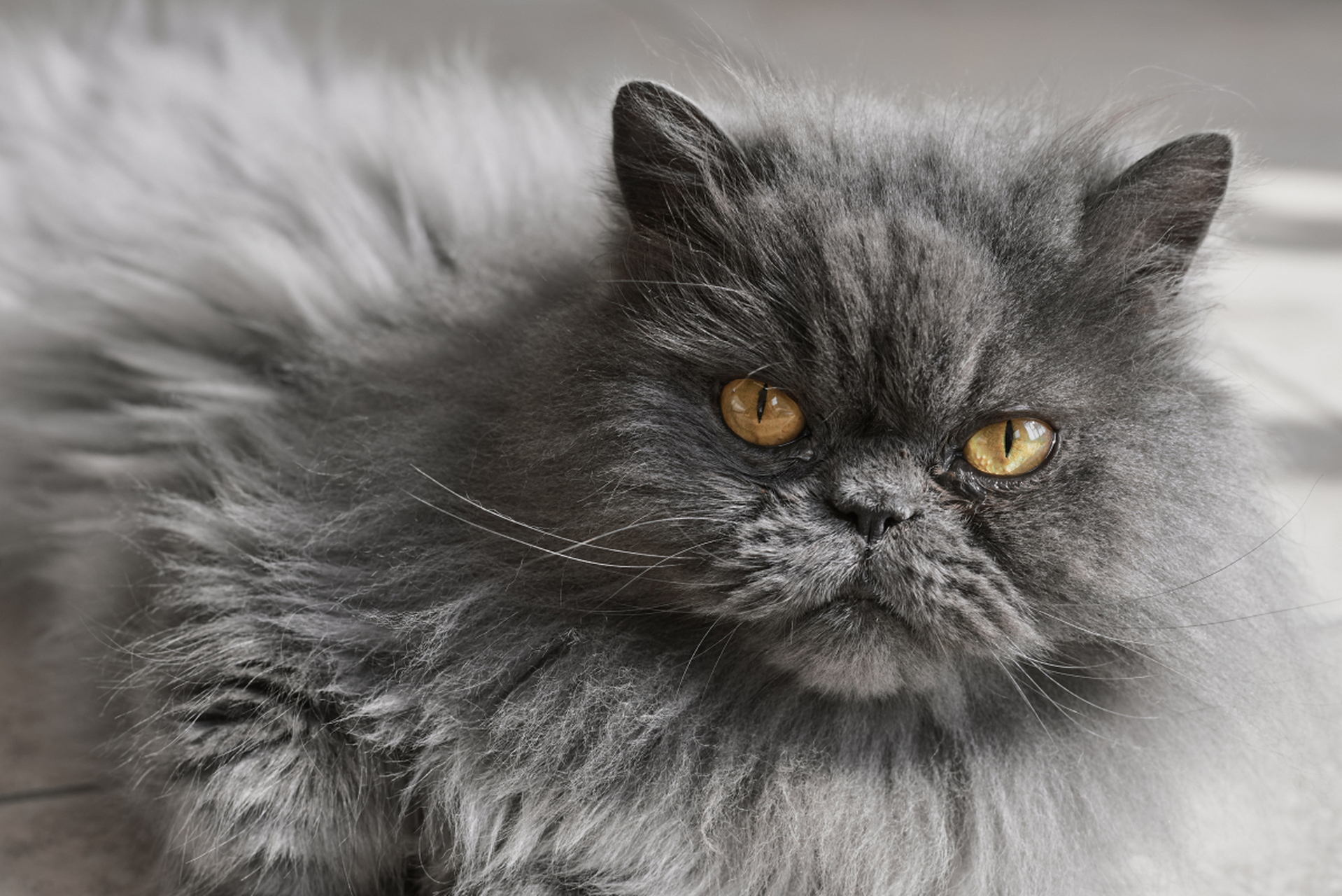 波斯猫,布偶猫,苏格兰折耳猫,金吉拉猫,英国短毛猫和美国短毛猫都是受