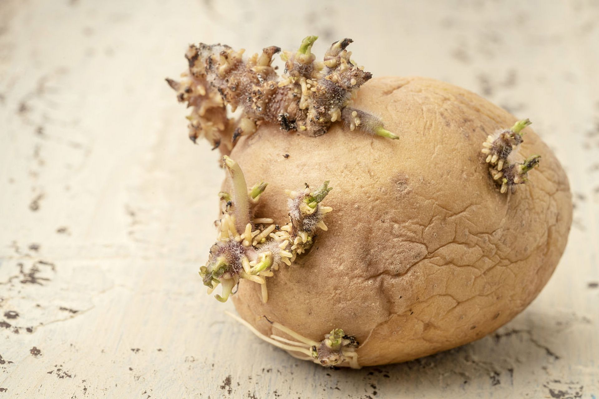 盘点含有天然毒素的食品【发芽的土豆】发芽的土豆也含有与未熟的