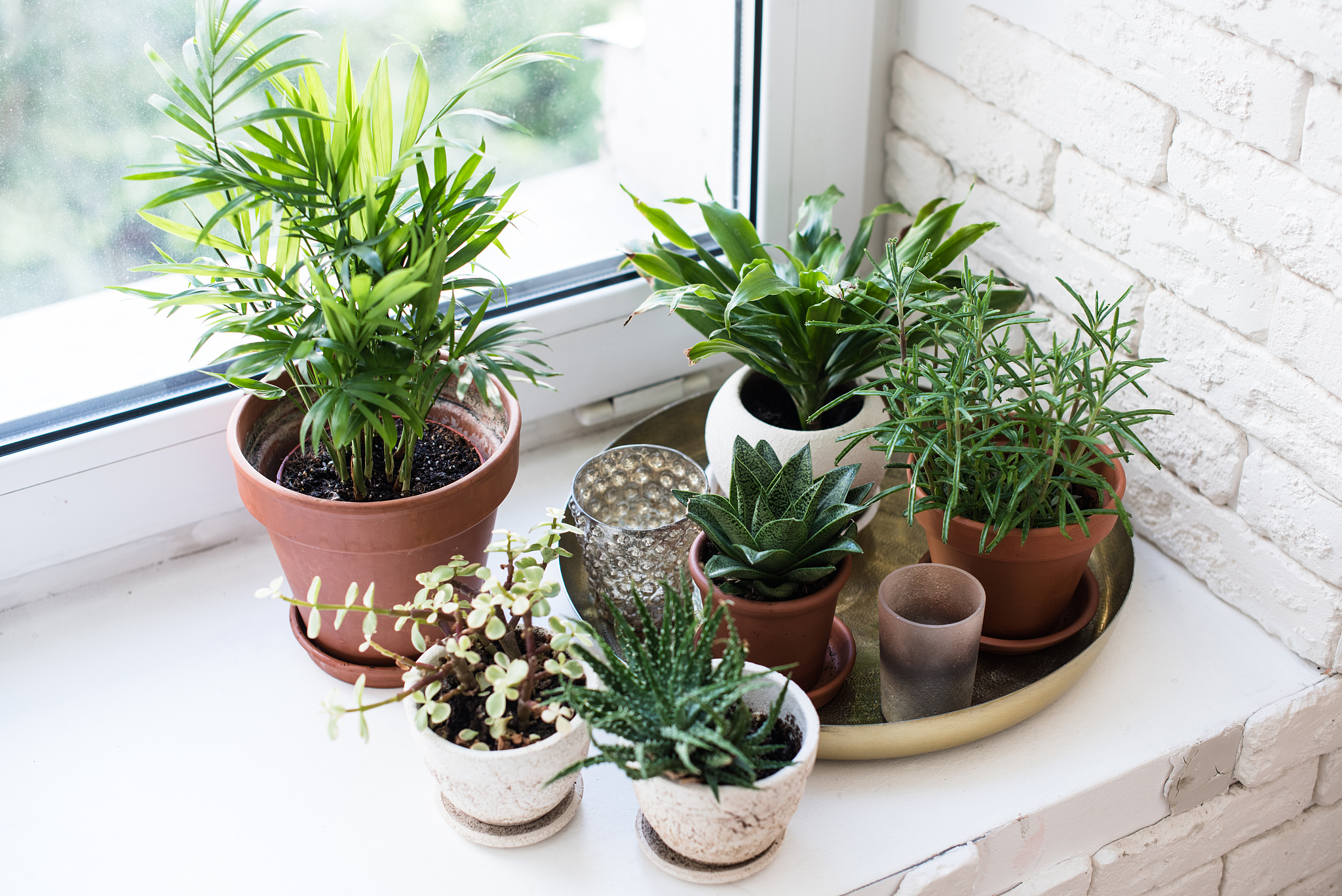 室内植物该多久浇水?养护技巧揭秘