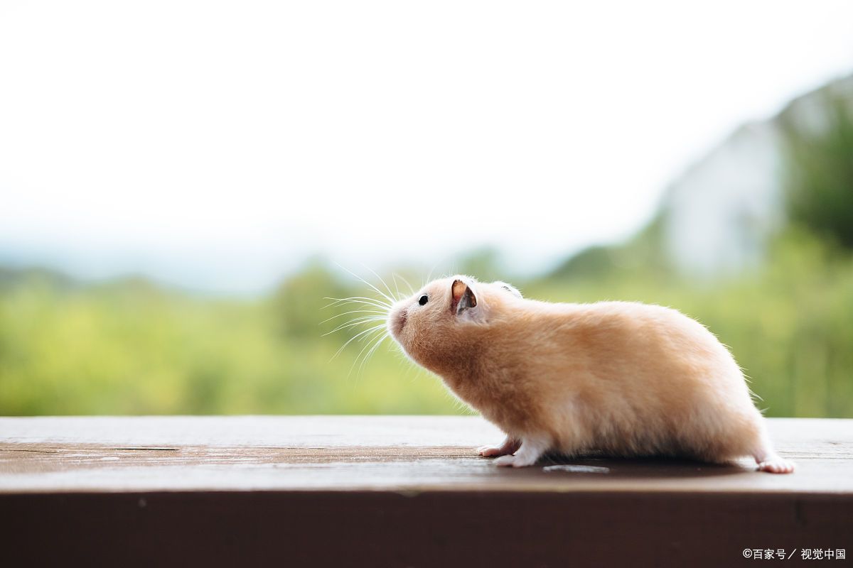 金丝熊和仓鼠区别!