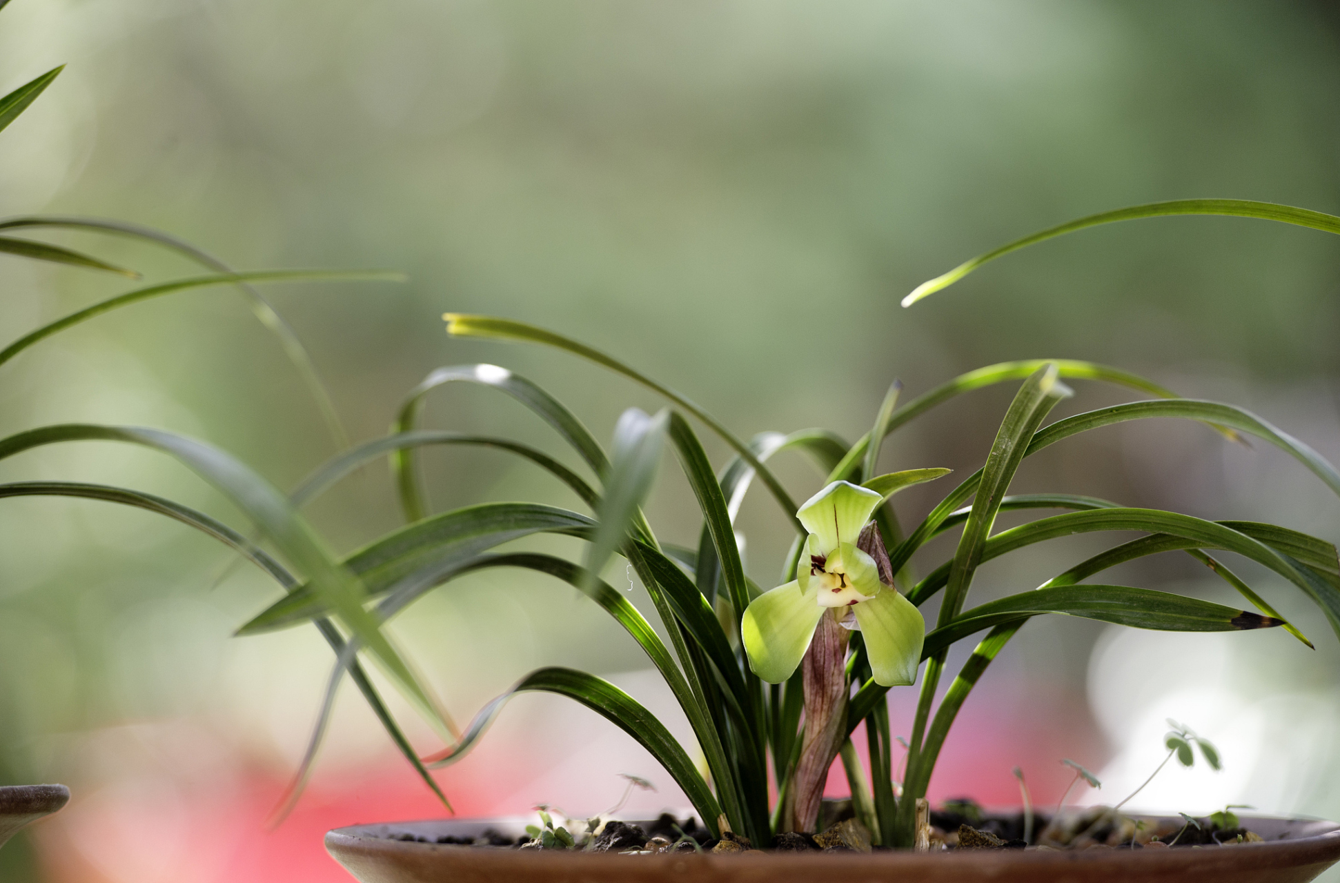兰花春化,是兰花生长的重要阶段!