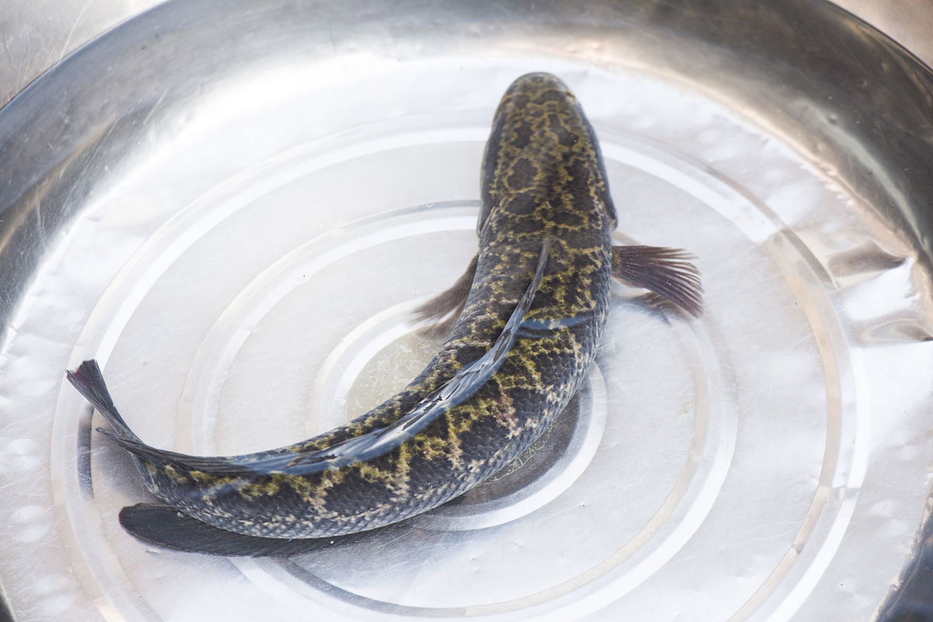 1,带鱼:补钙 2,黑鱼:美容强心脏 3,鳜鱼:嘌呤低