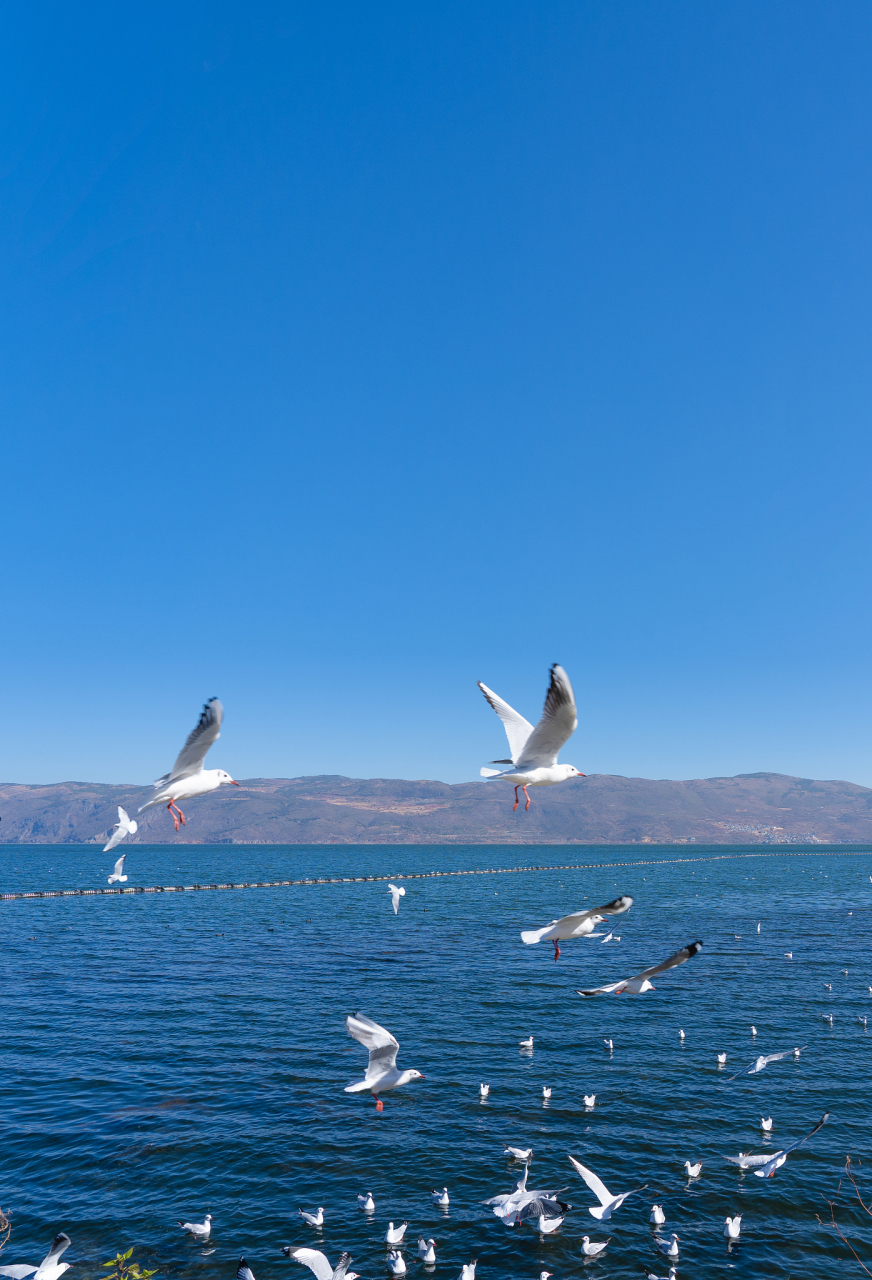 【春城之约,滇池海鸥翩跹舞 —— 昆明深度游全攻略】949415