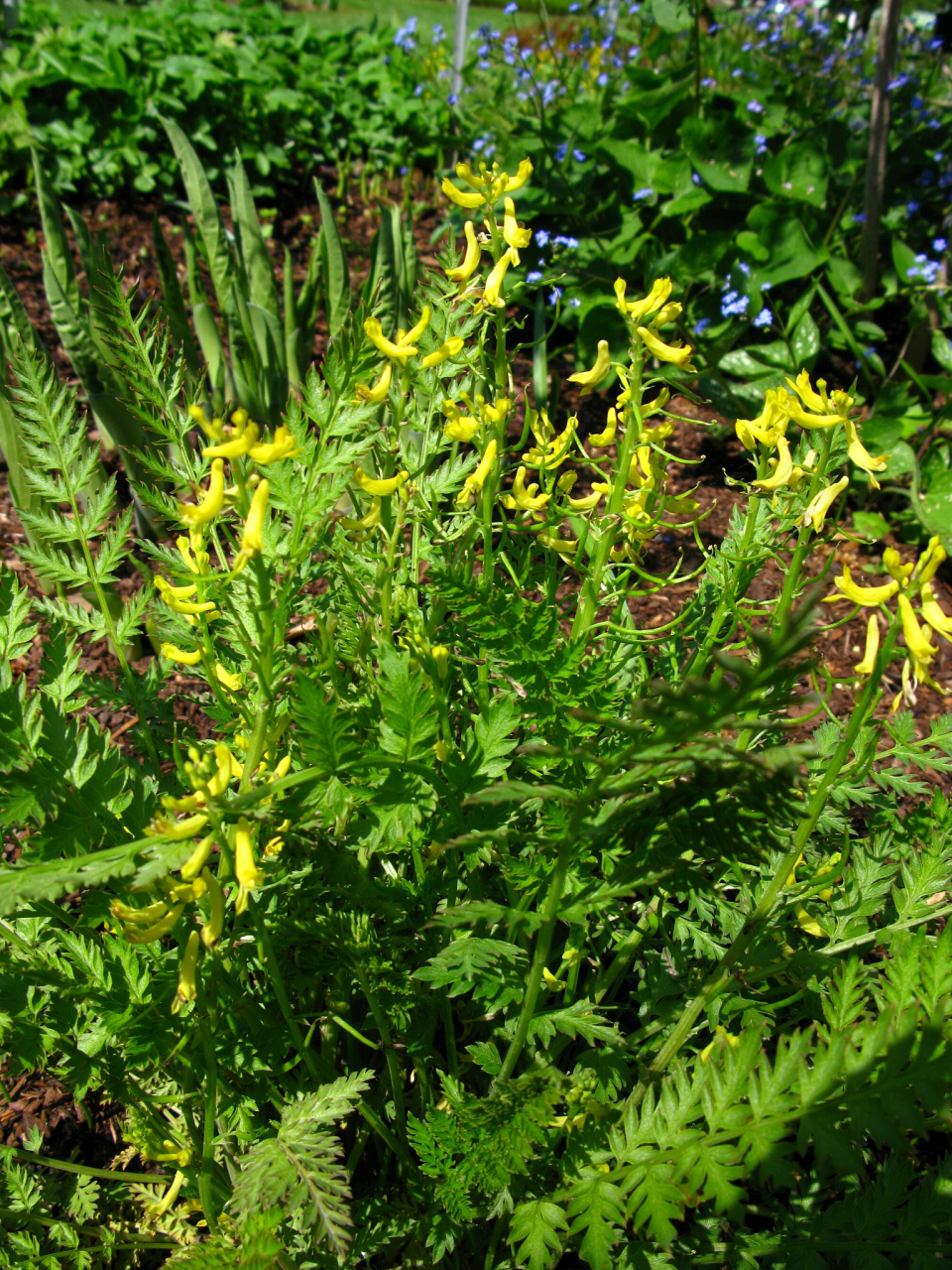 散结只需三味药  1,黄连.这种中药以其清热解毒的功效而闻名.