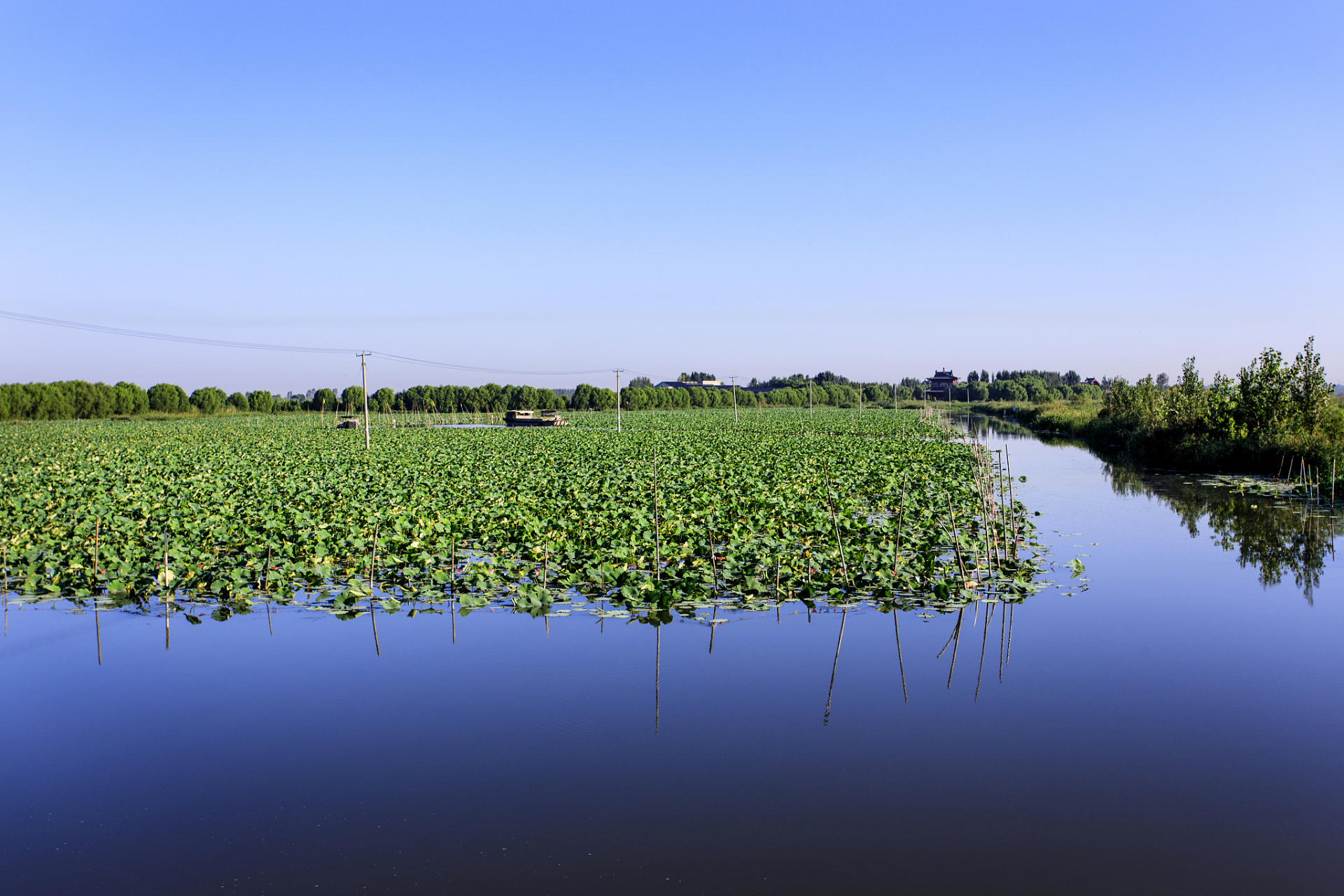 微山湖,位于山东和江苏交界处,是中国北方最大的淡水湖泊,水域面积达