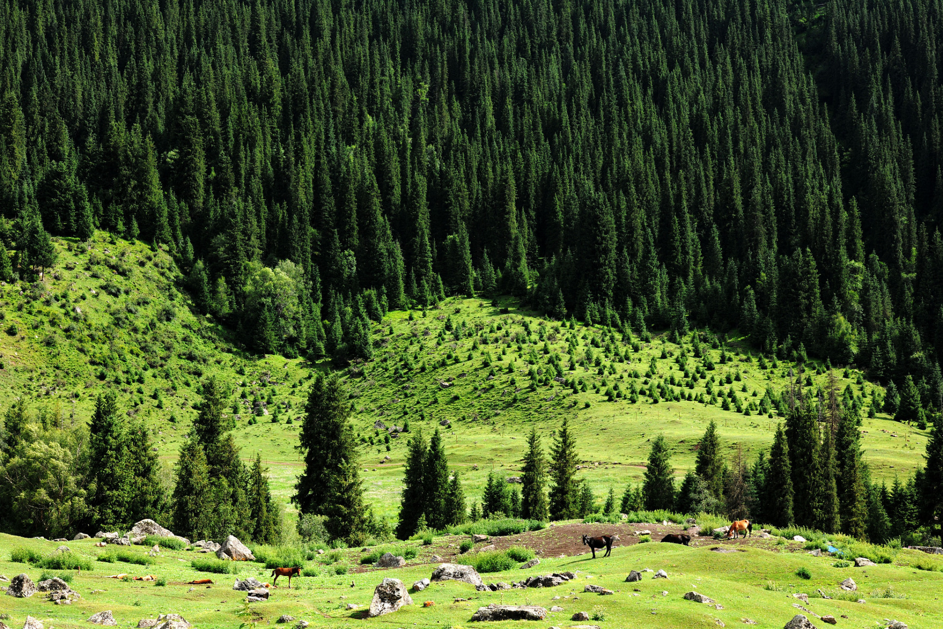 奇遇那拉提#新疆那拉提的森林公园是一个拥有大片森林和山区的自然
