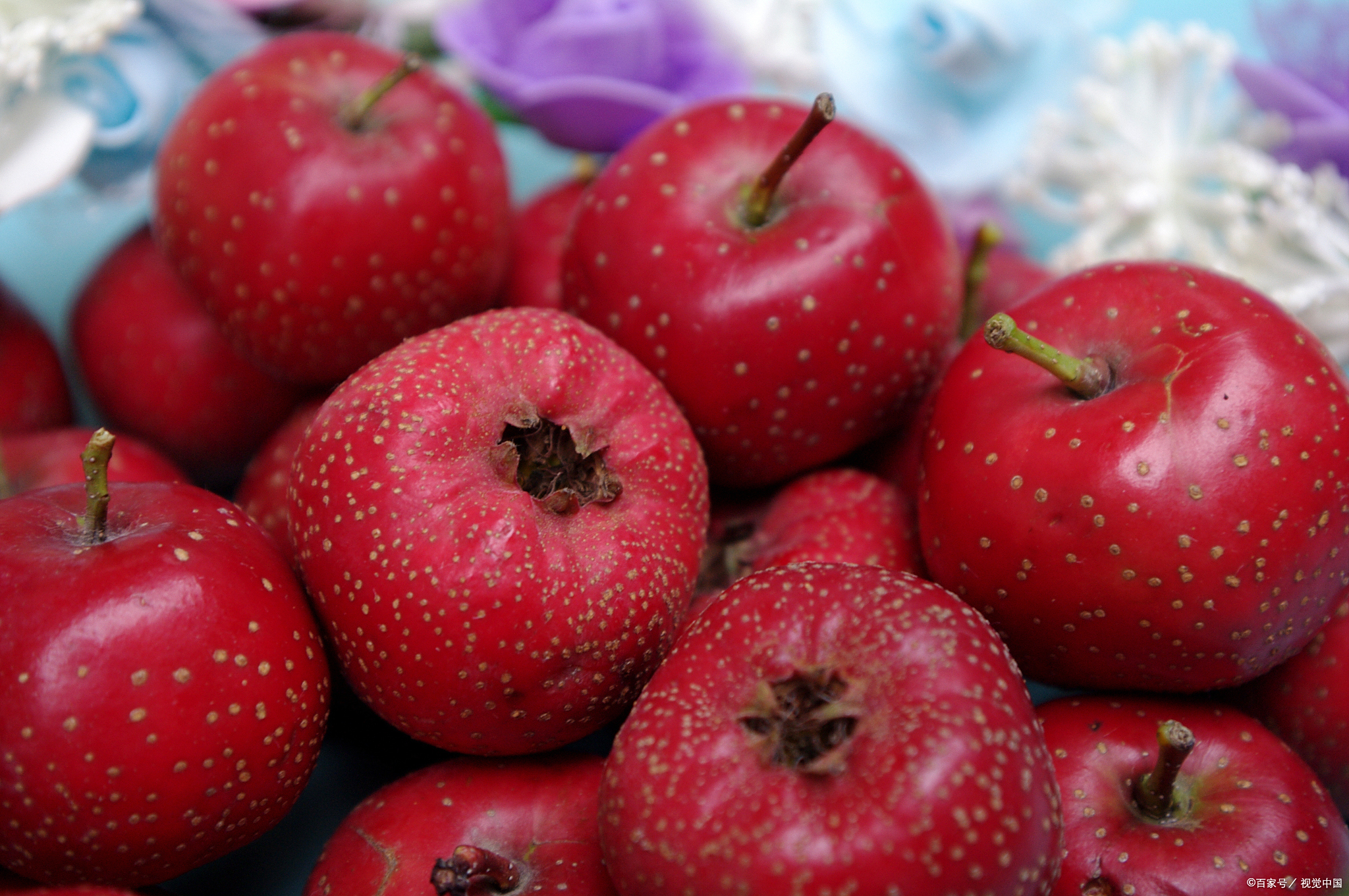 山楂什么季节成熟?  山楂通常在8到10月份成熟.