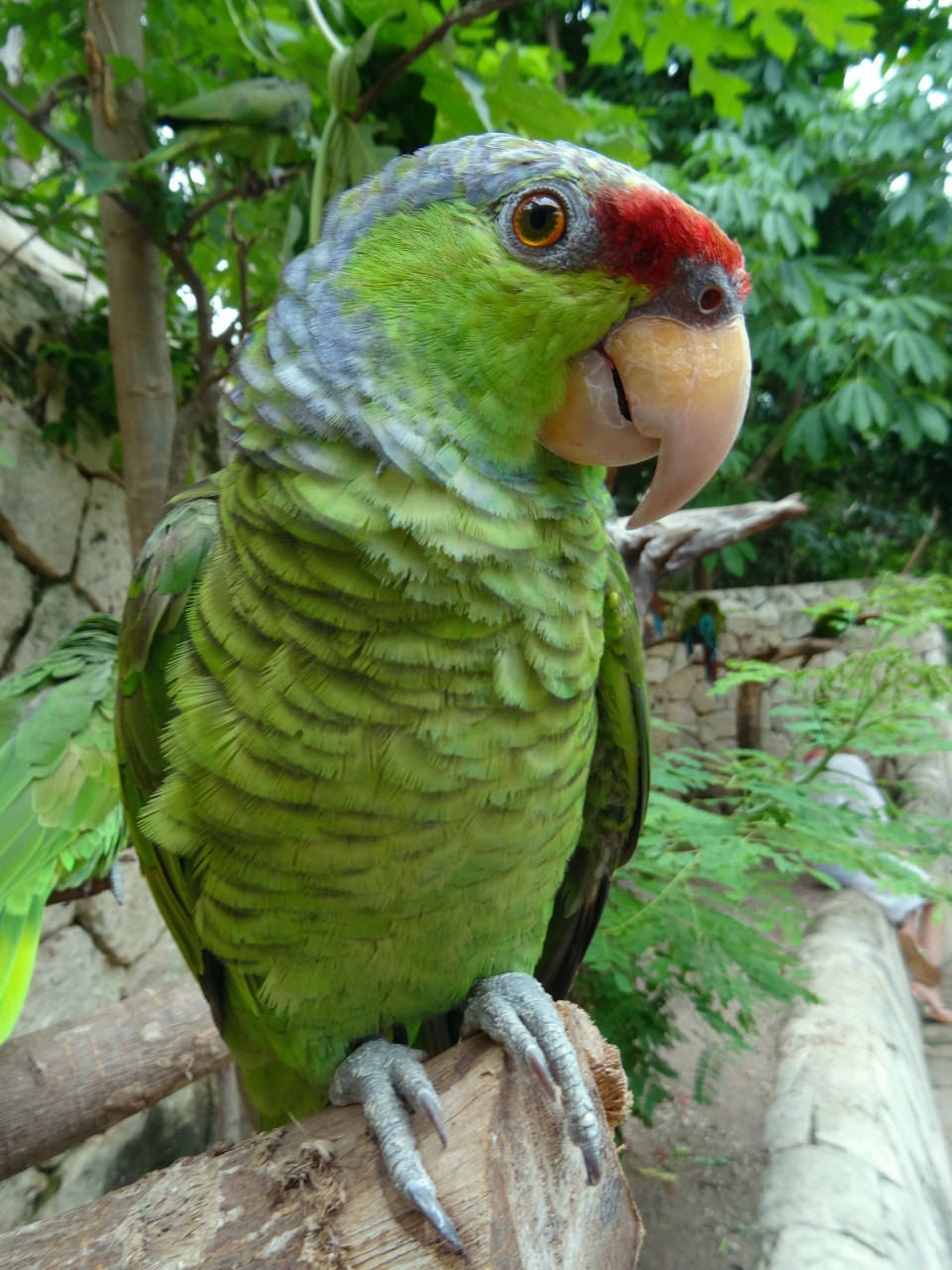 会说话的鹦鹉品种丰富多样,它们以其独特的语言天赋和聪明才智赢得了