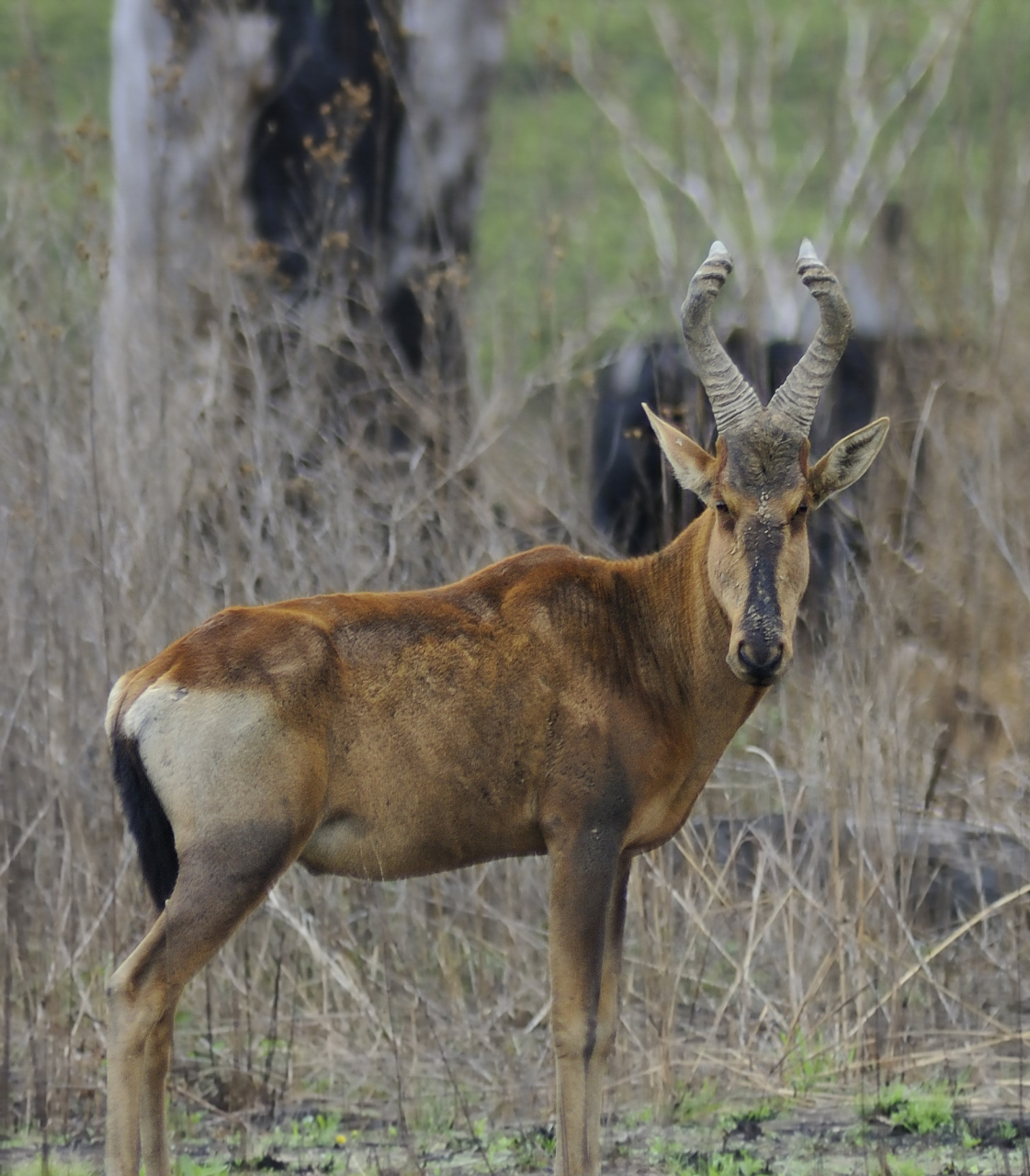 罕见!酷似麒麟的瑞兽中华鬣羚现身  6月8日,云南保山龙陵小黑山省级自