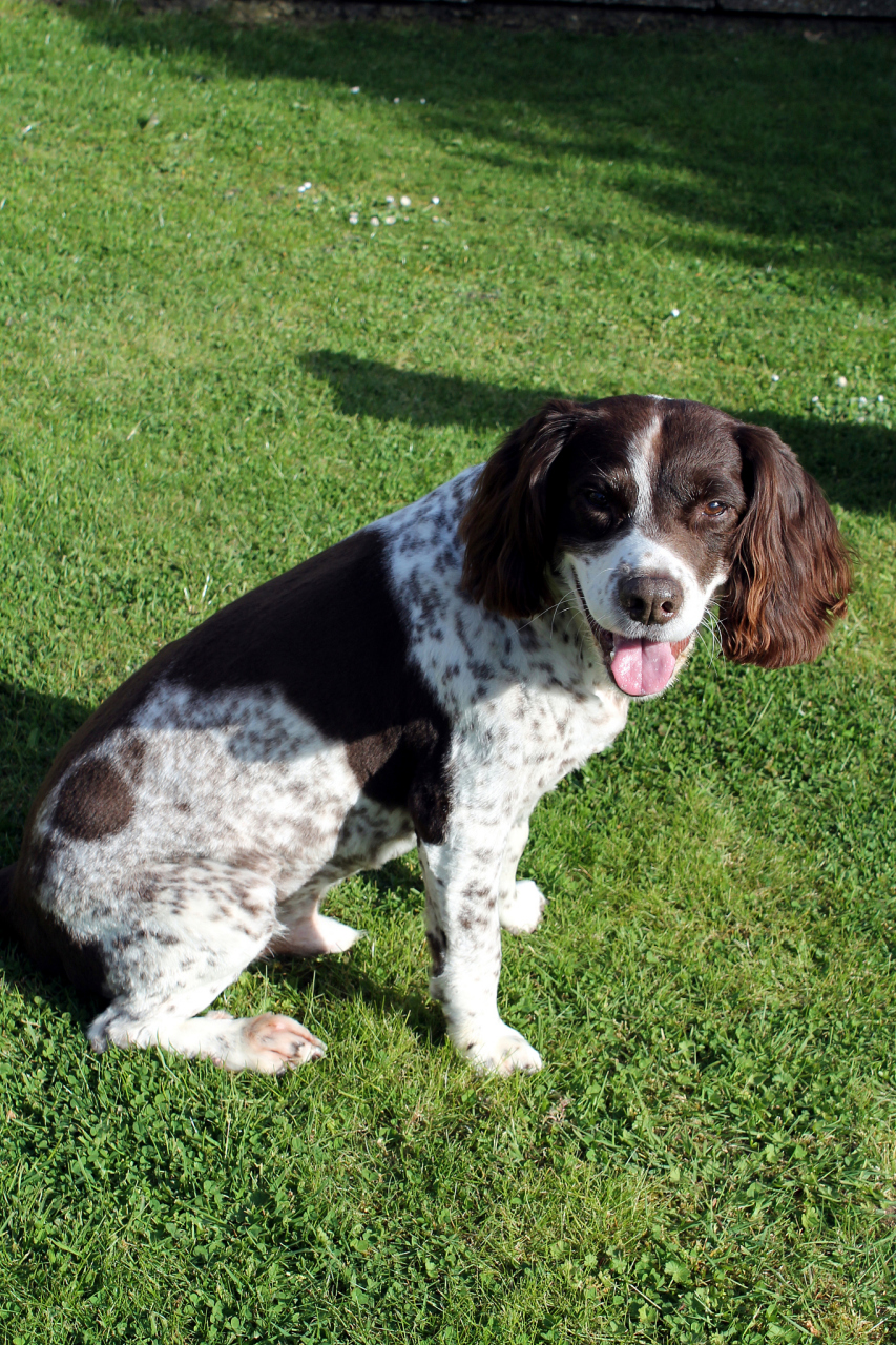 史宾格猎犬是一种非常受欢迎的狩猎犬,因为它们拥有出色的嗅觉和听力