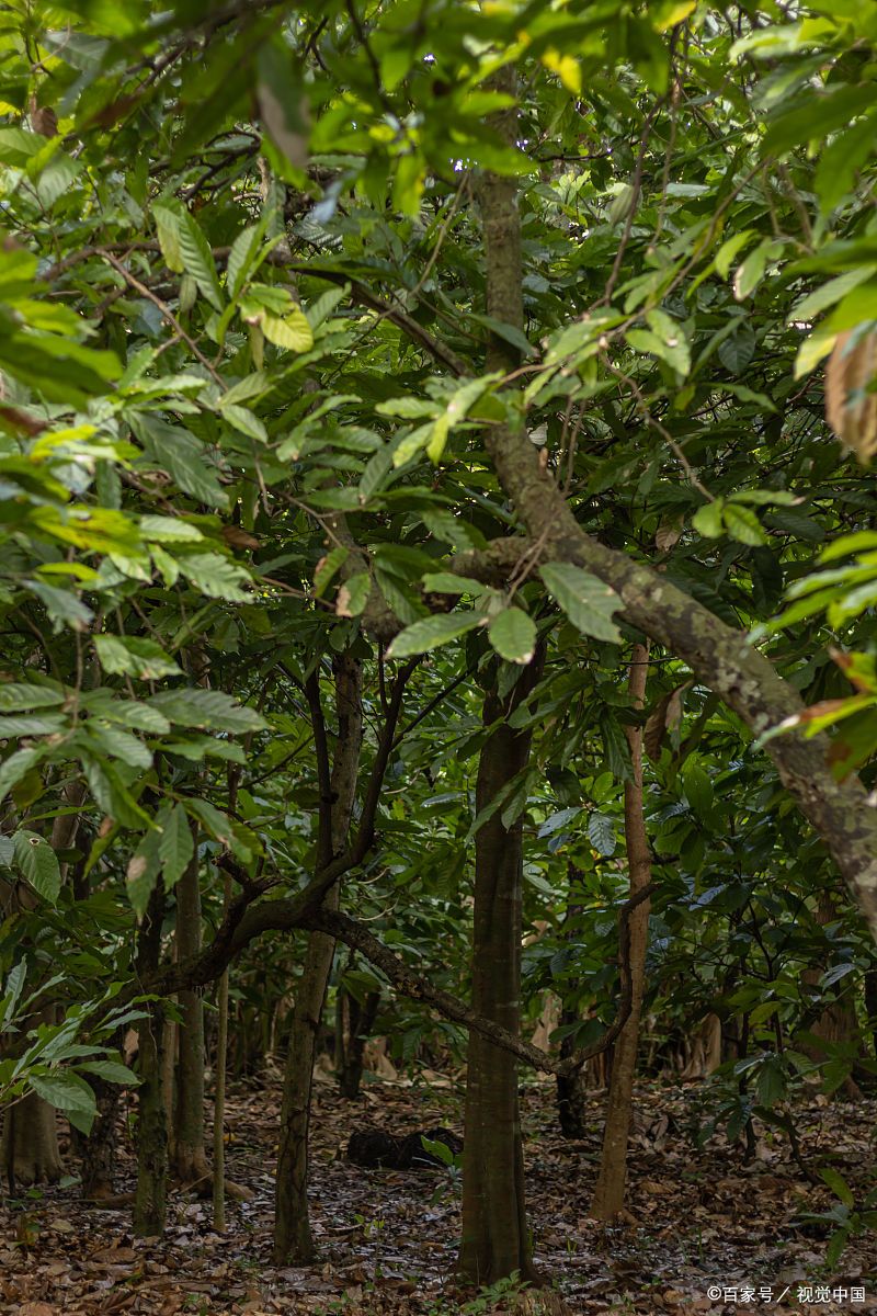 杜仲:古老本草植物的独特风姿