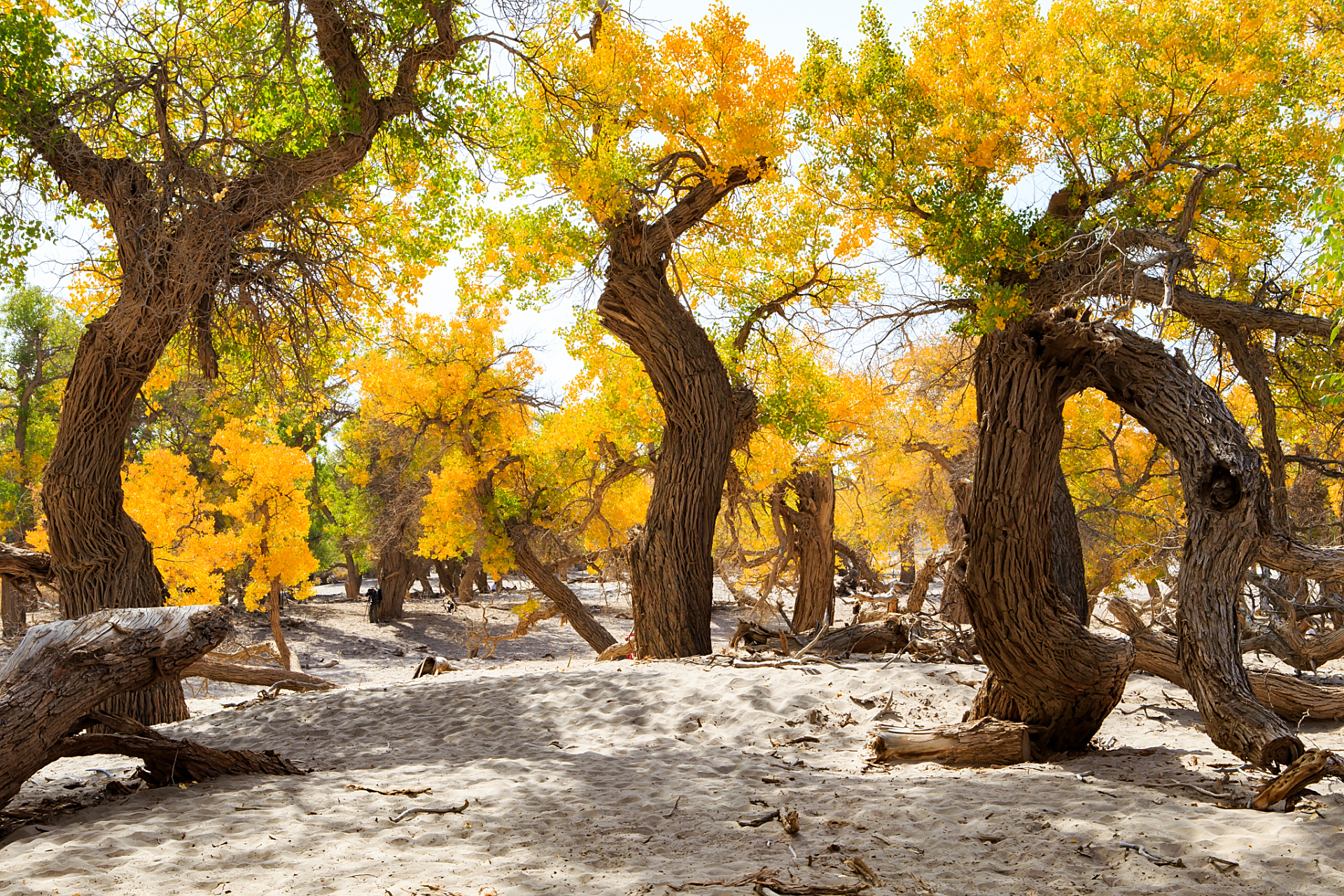 漫步在内蒙古额济纳旗的胡杨林中,仿佛置身于一个宁静而神秘的世界.