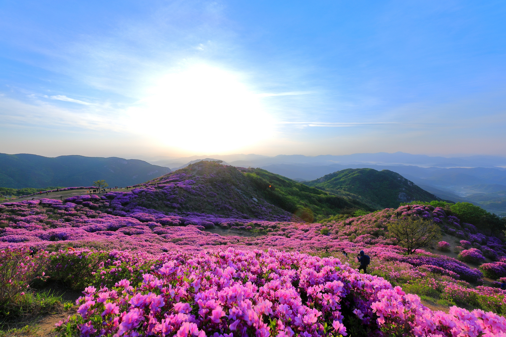 汉中龙头山杜鹃花图片