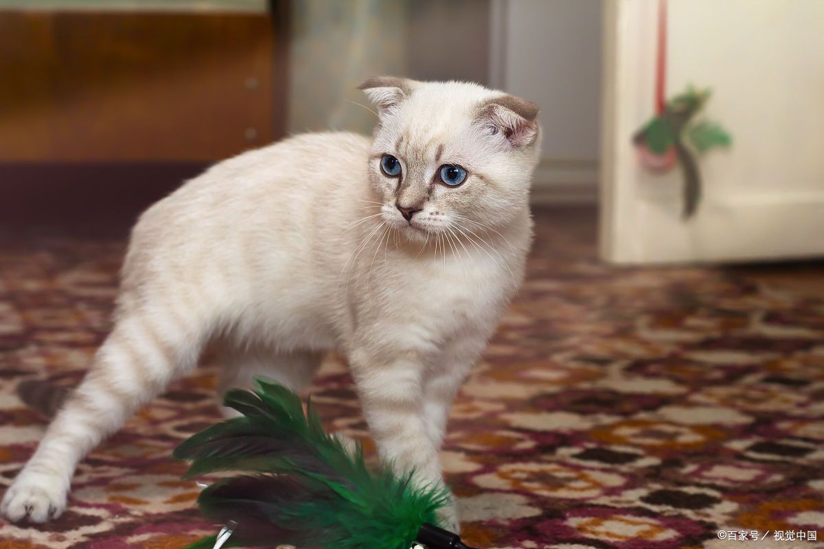 苏格兰折耳猫,这位折耳小天使,以其独特的折耳和温柔的性格,成为了