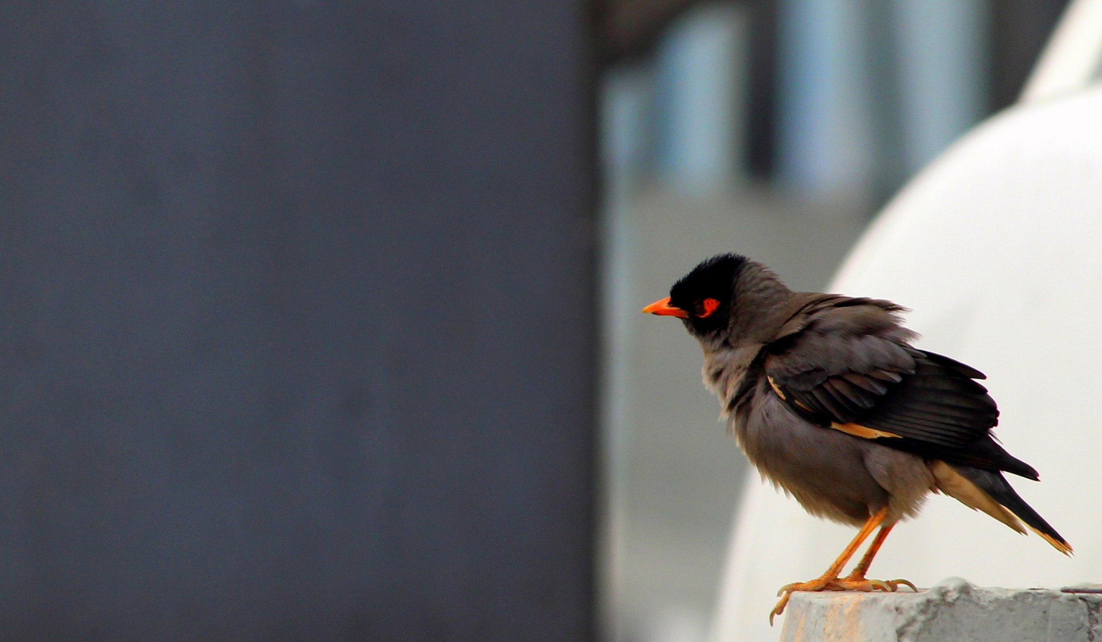 八哥:中华文化智慧与吉祥的使者!黑色羽毛寓意吉祥,模仿人语象征智慧.